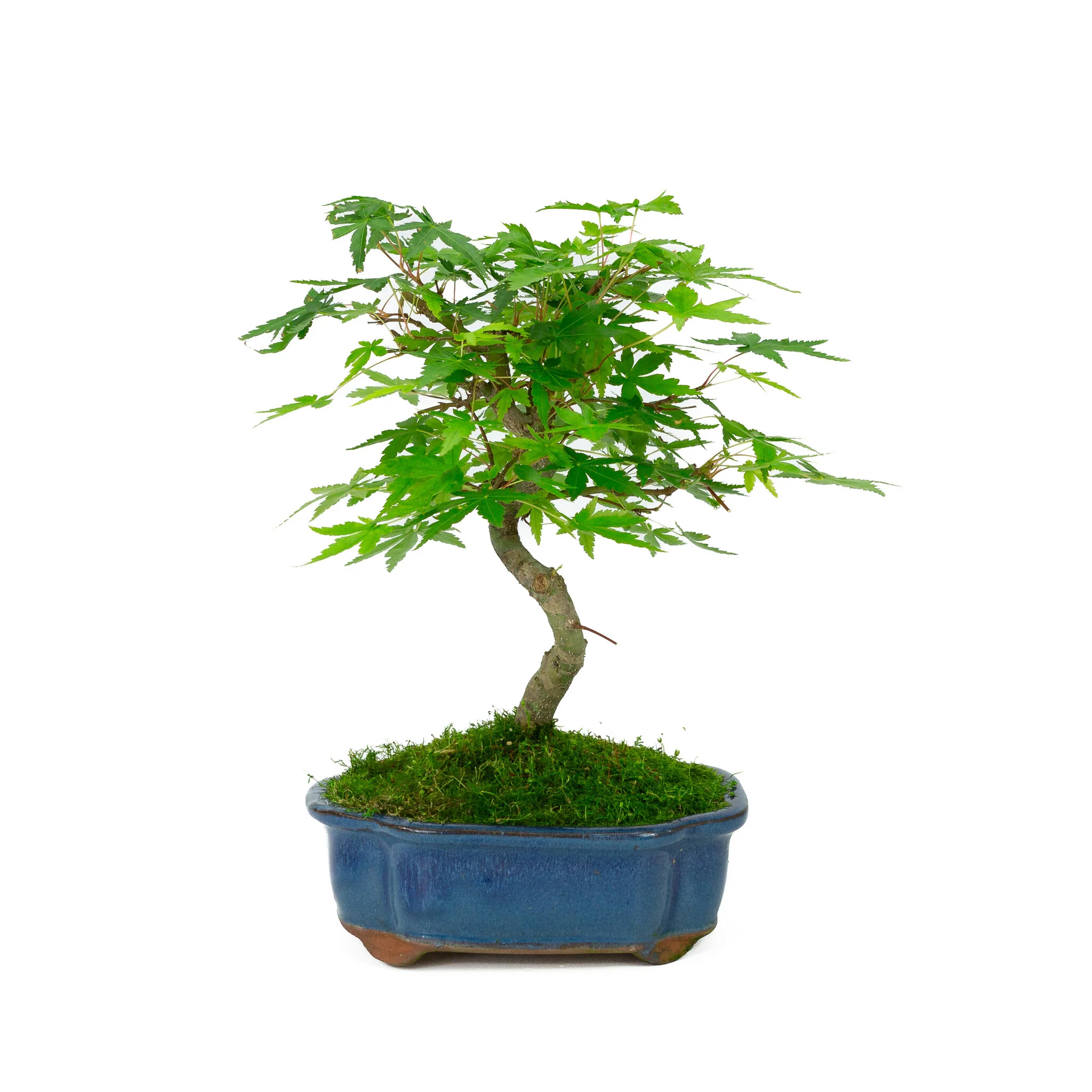 Miniatuur 1