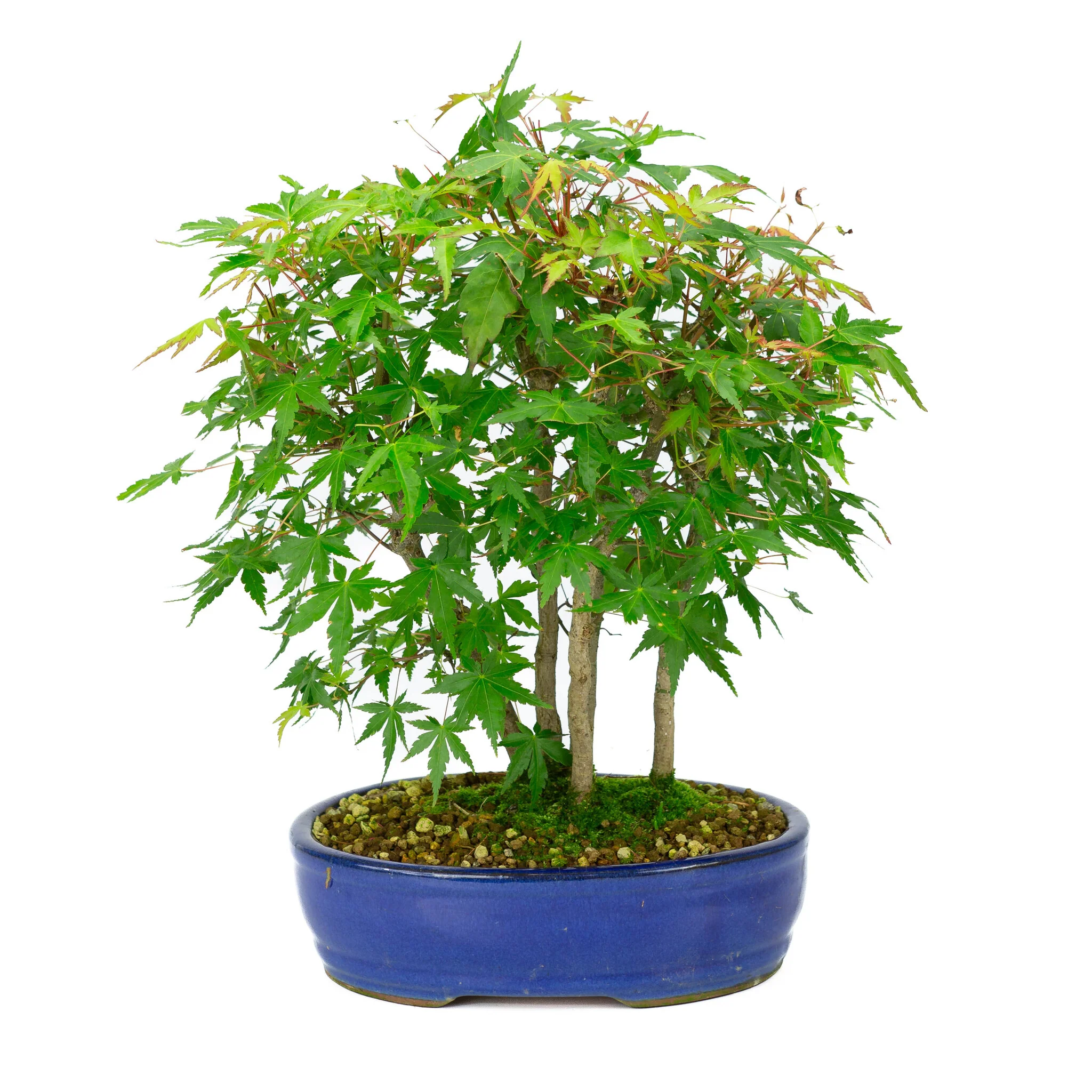 Miniatuur 1