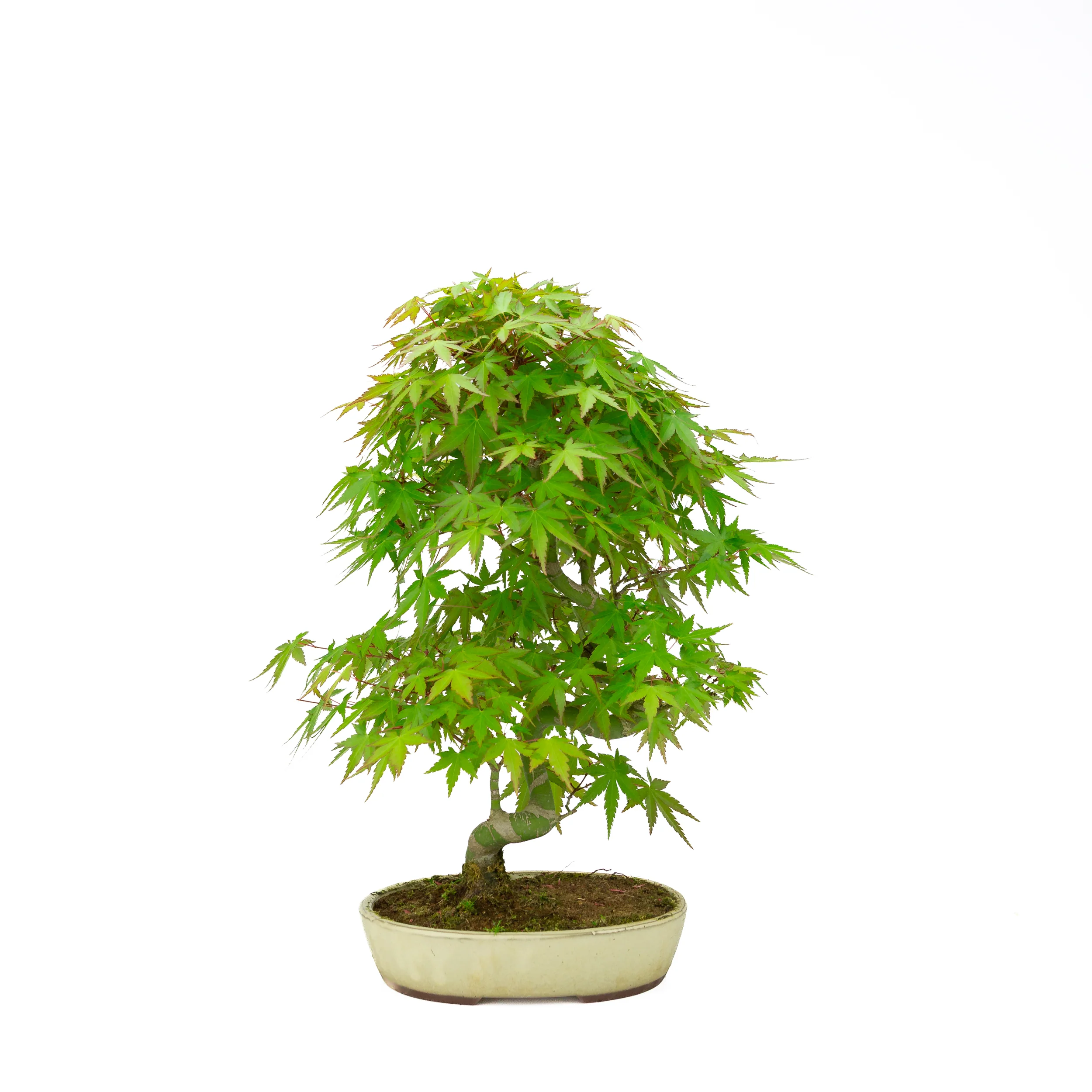 Miniatuur 1