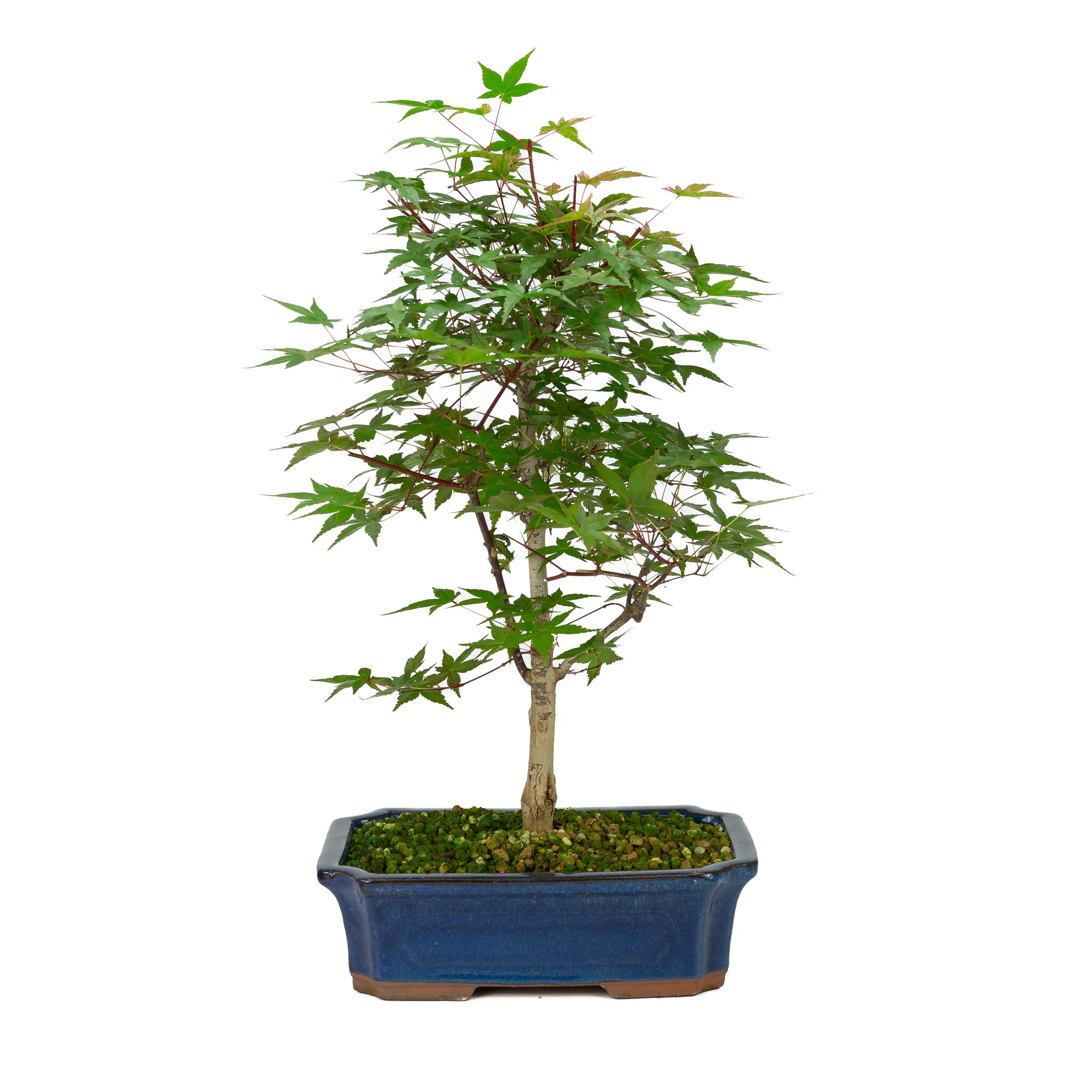 Miniatuur 1