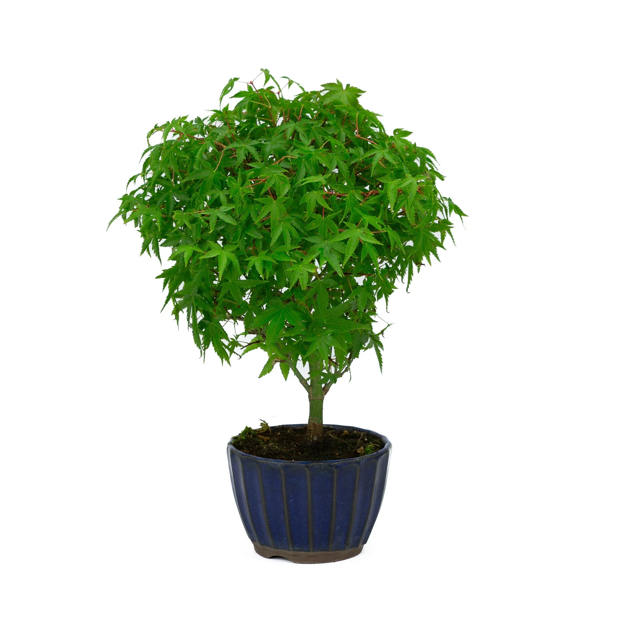 Productafbeelding 4