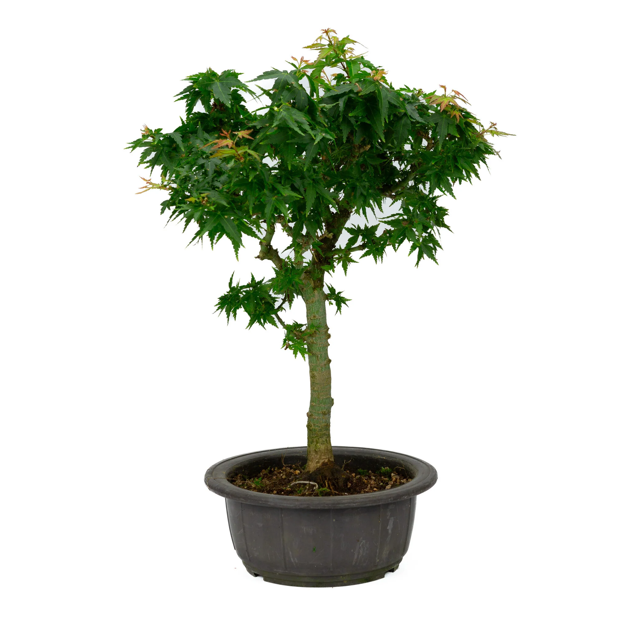Miniatuur 1