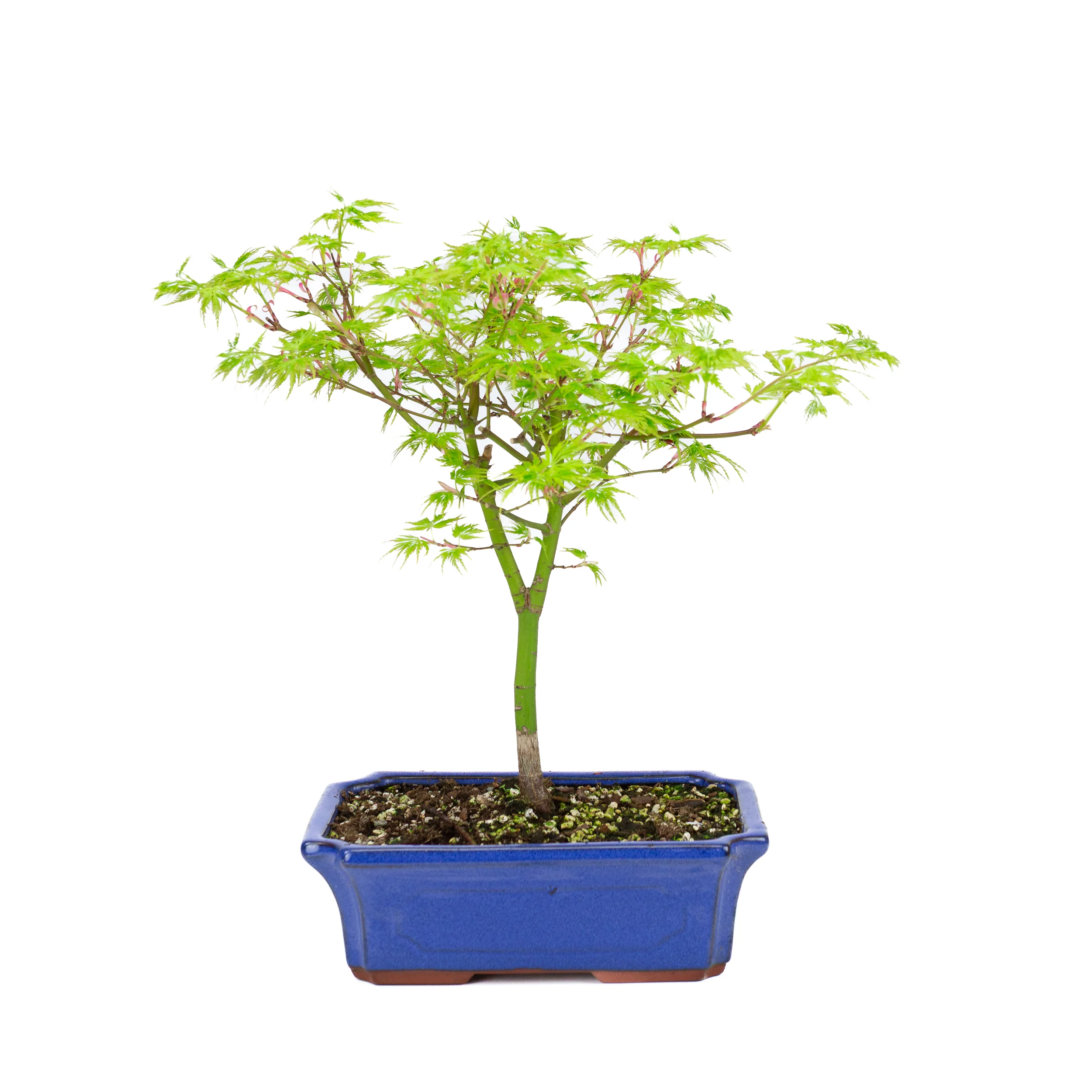 Productafbeelding 1