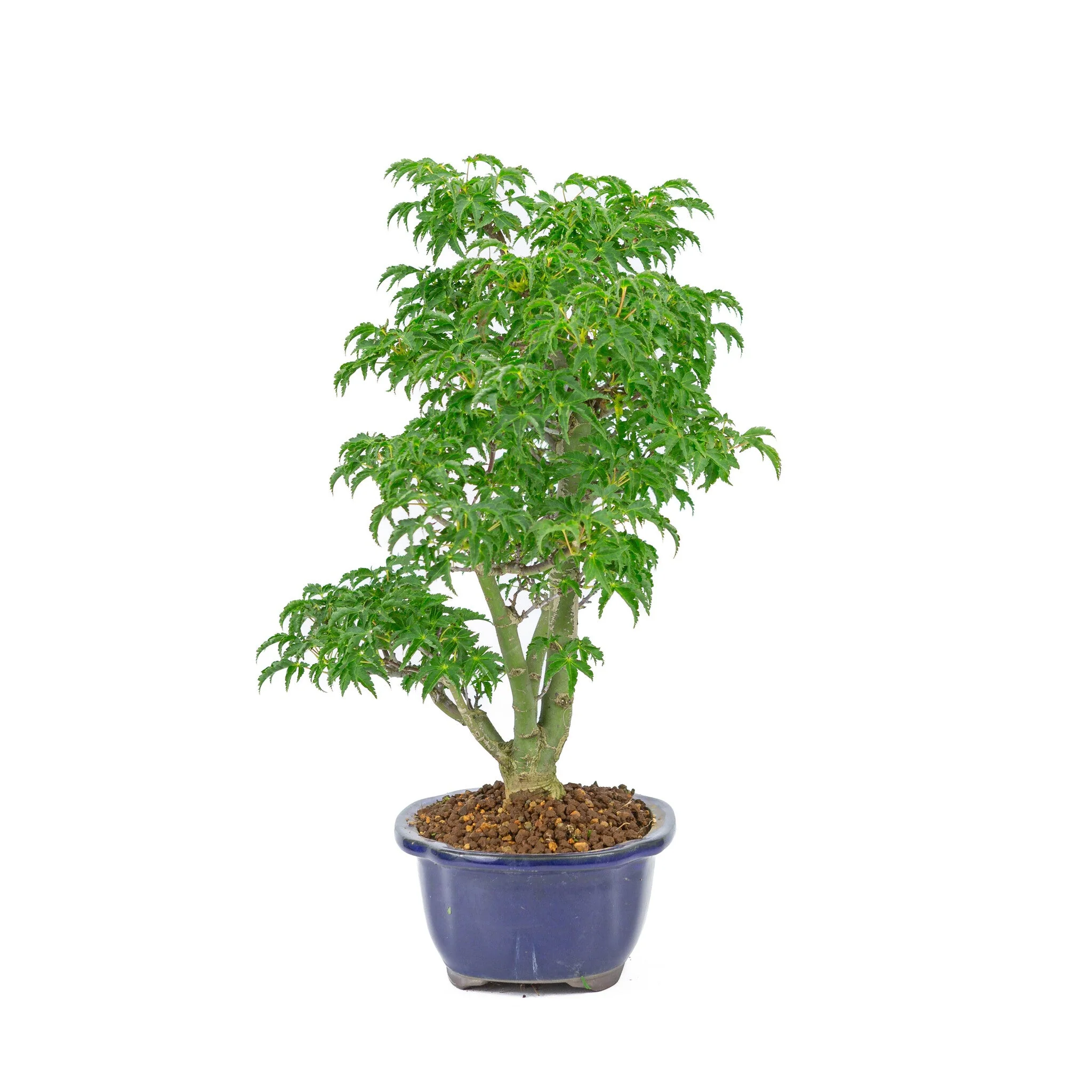 Miniatuur 2