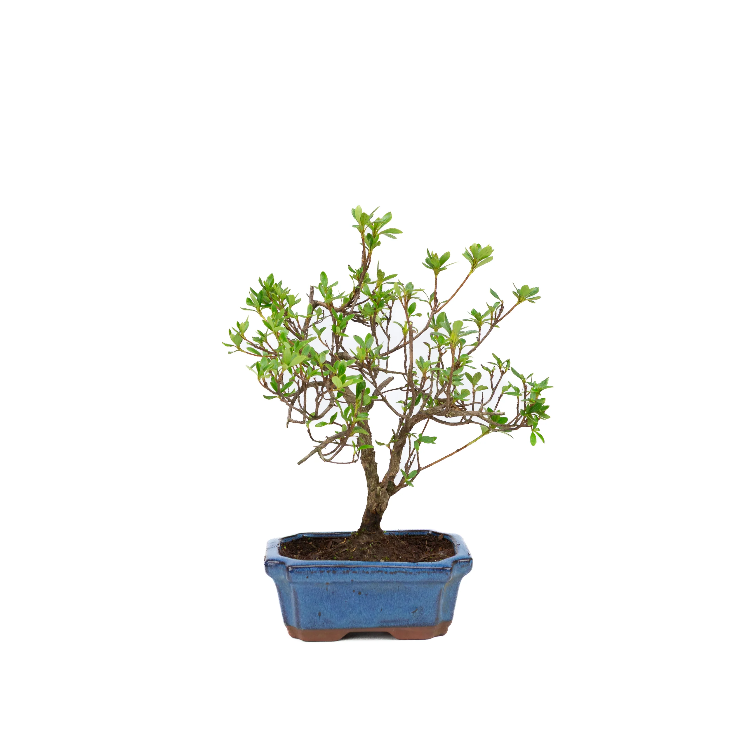 Miniatuur 1