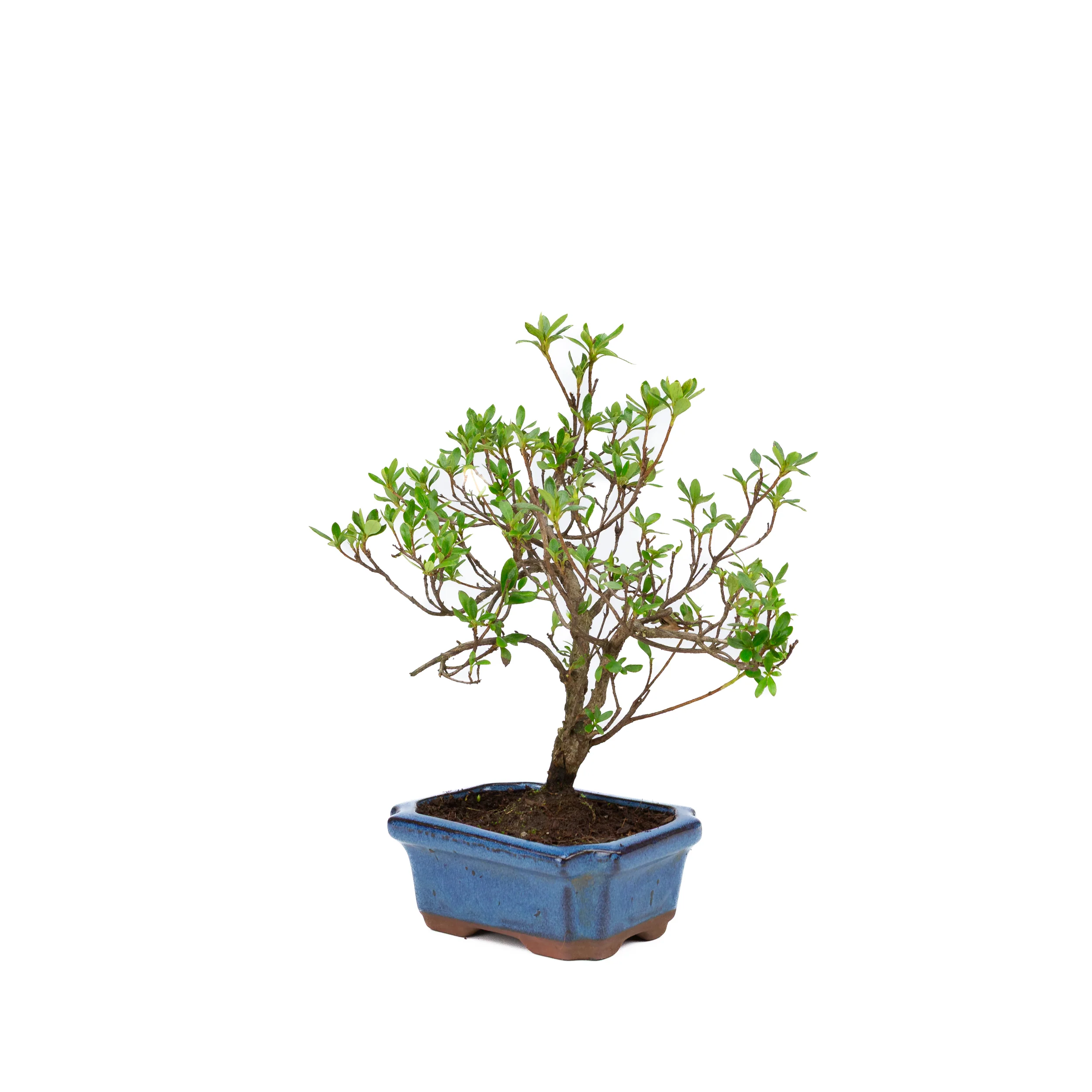 Miniatuur 2