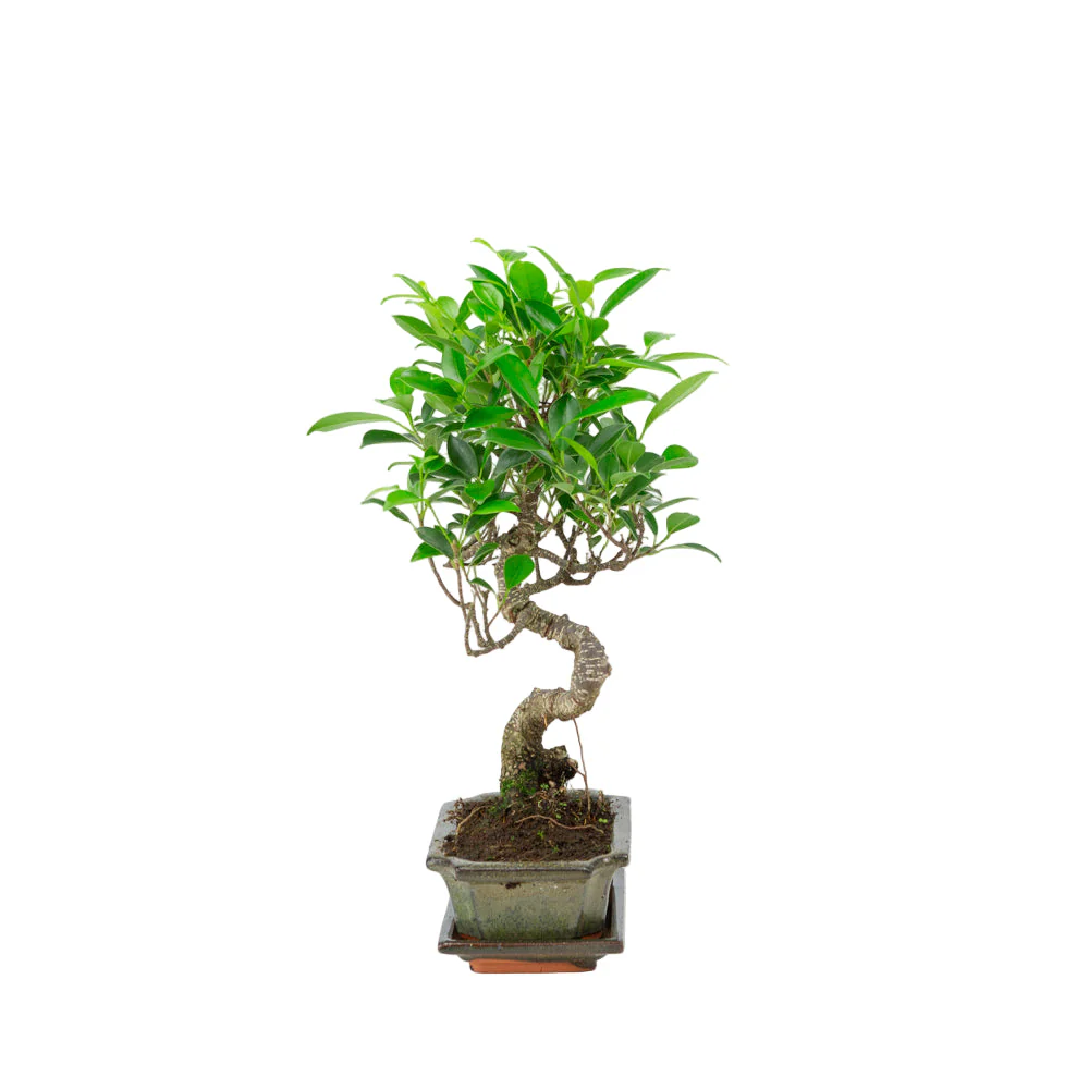 Miniatuur 2