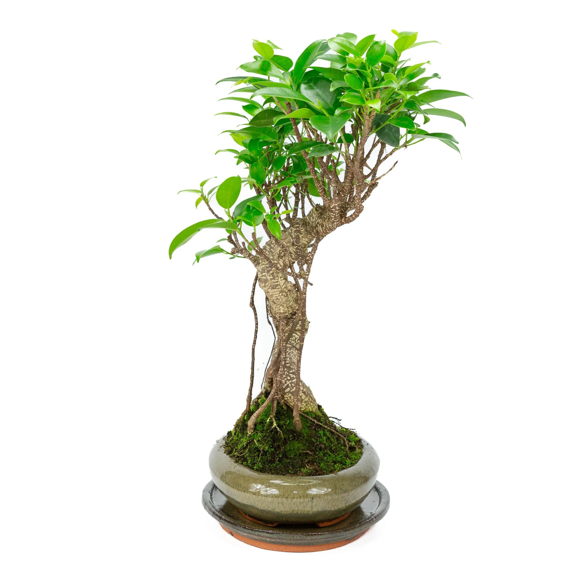 Miniatuur 2