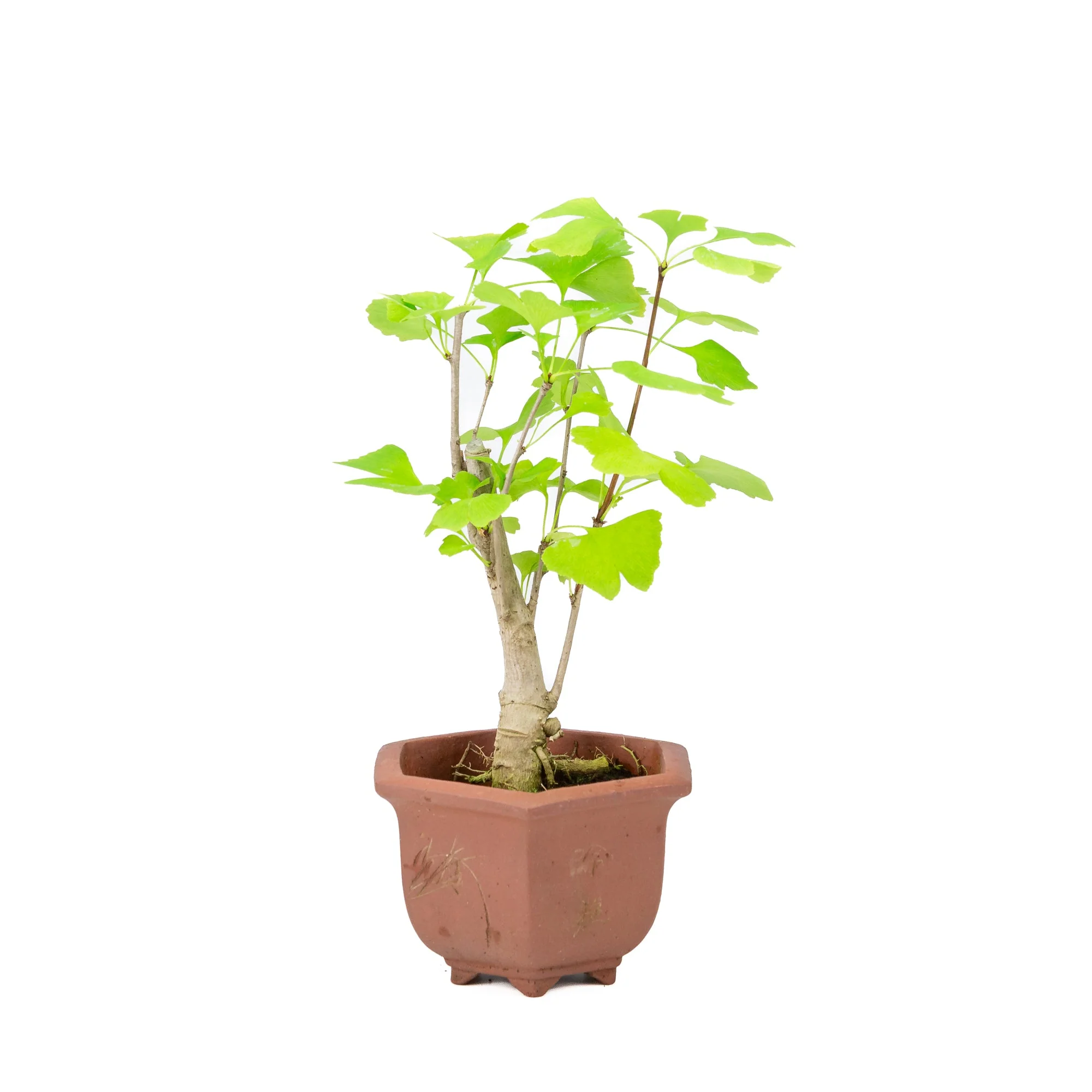 Miniatuur 2