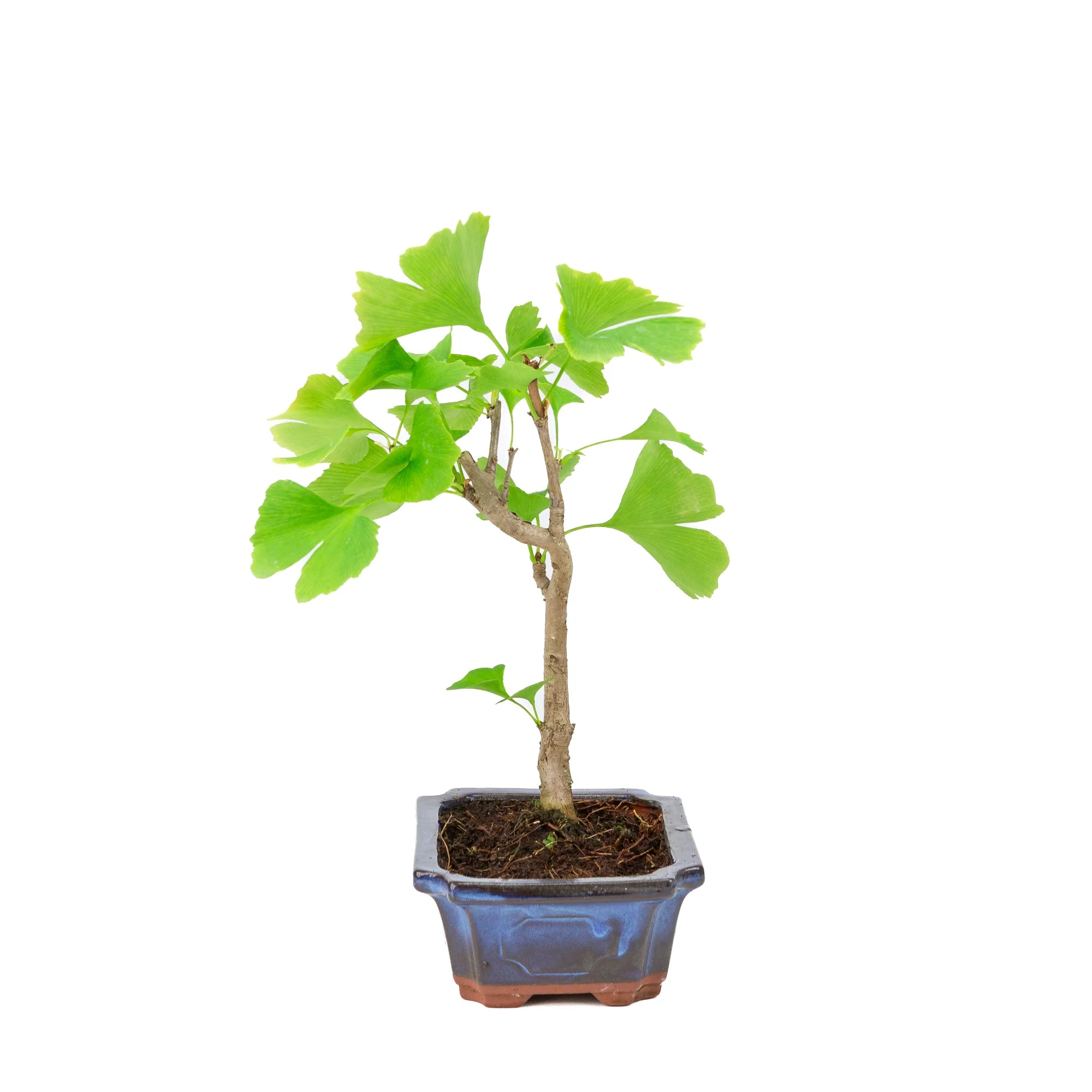 Miniatuur 2