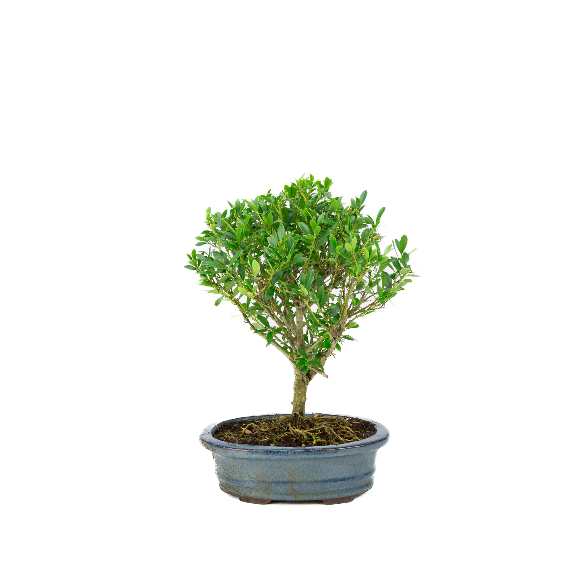 Miniatuur 1