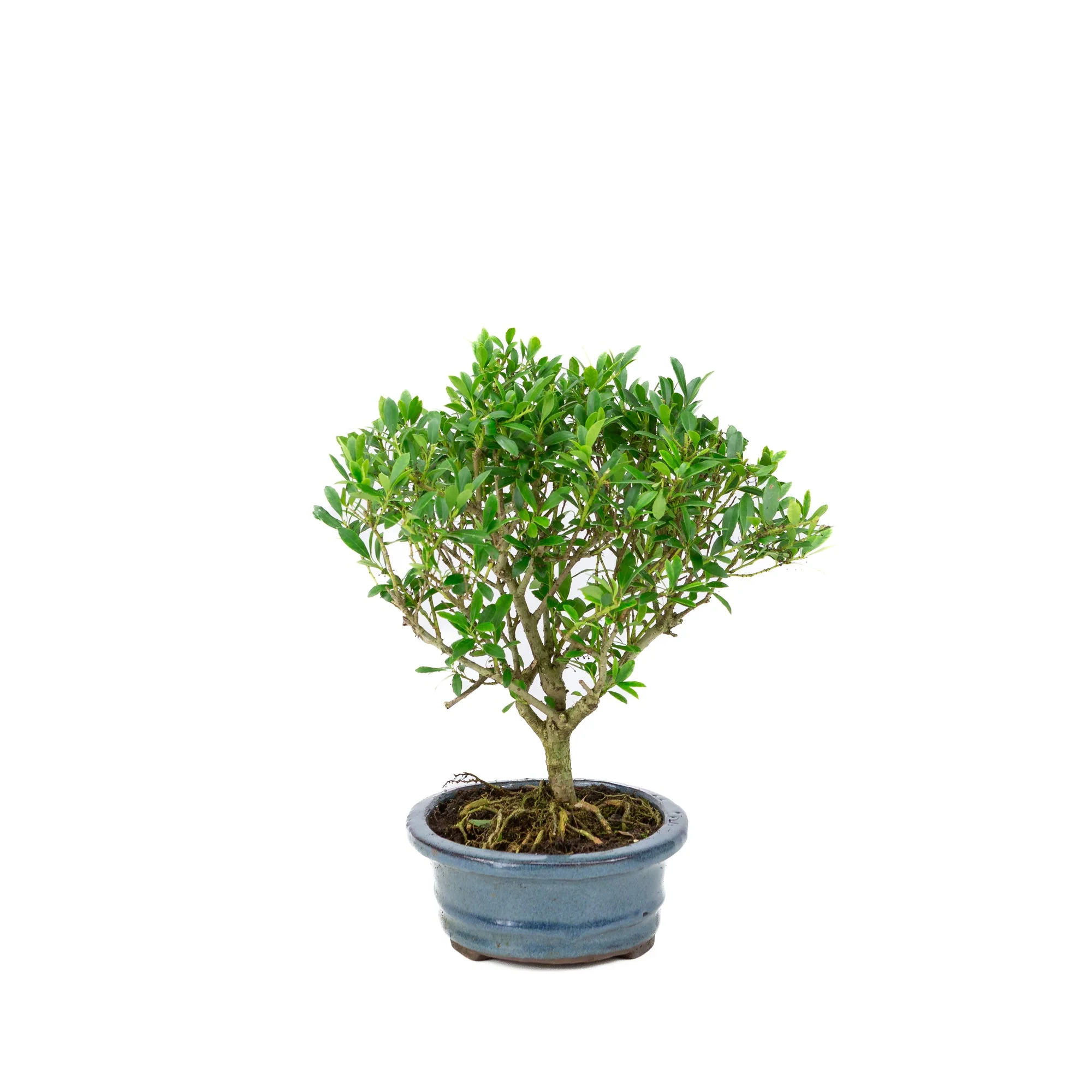 Miniatuur 2
