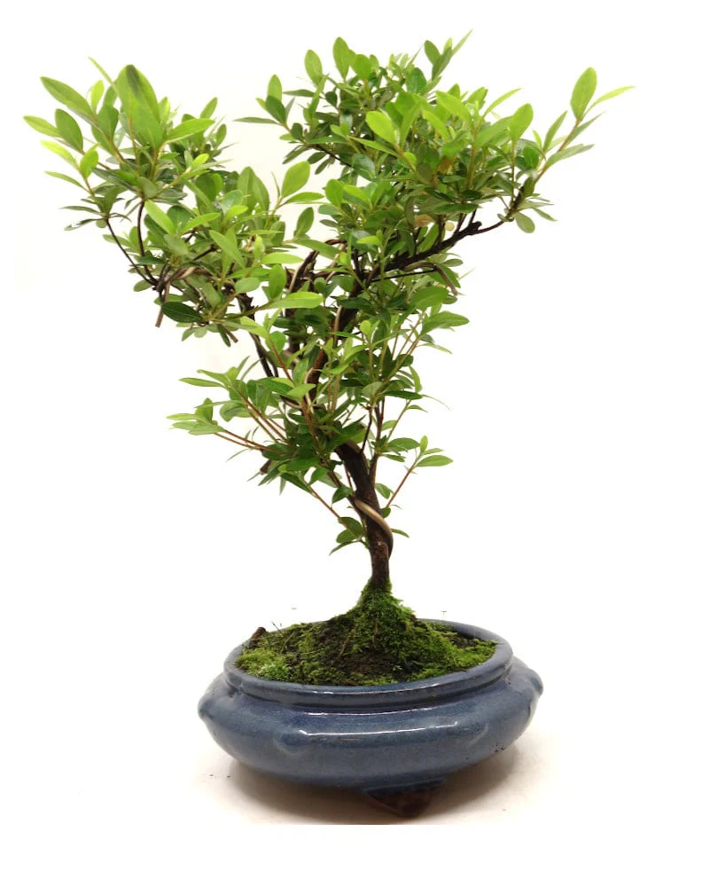 Miniatuur 1