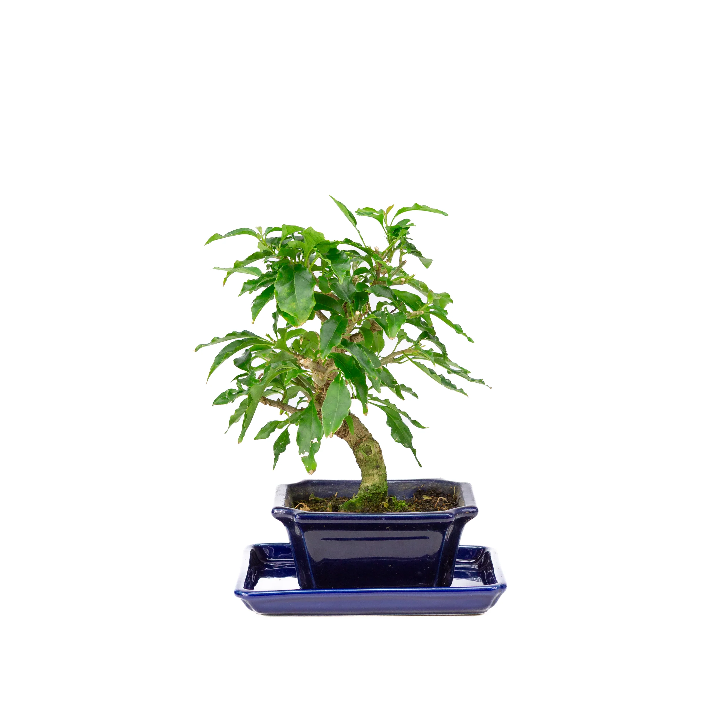 Productafbeelding 1