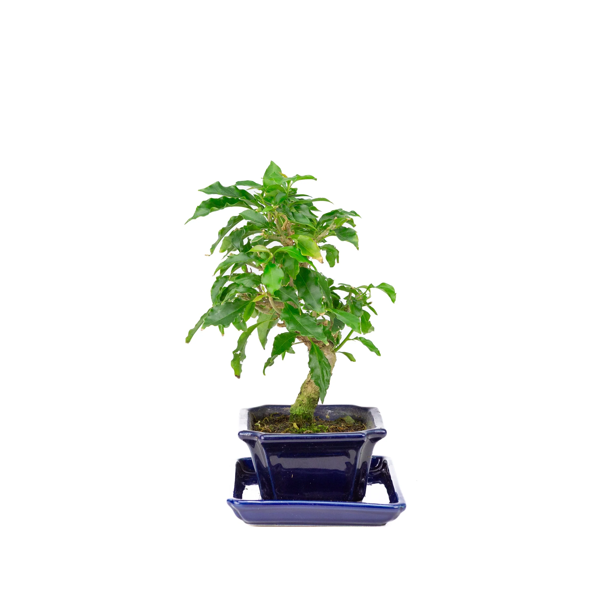 Productafbeelding 2