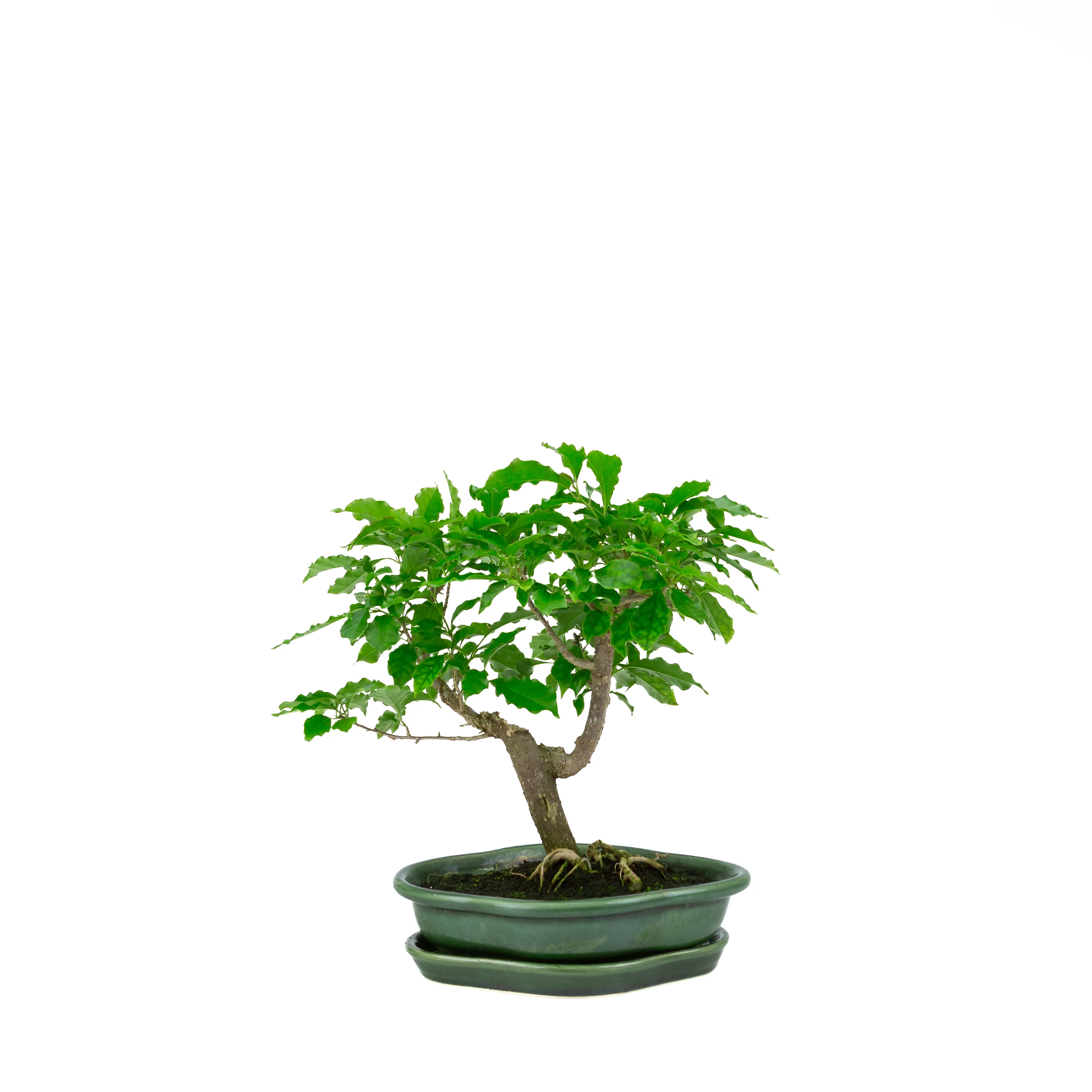 Productafbeelding 1