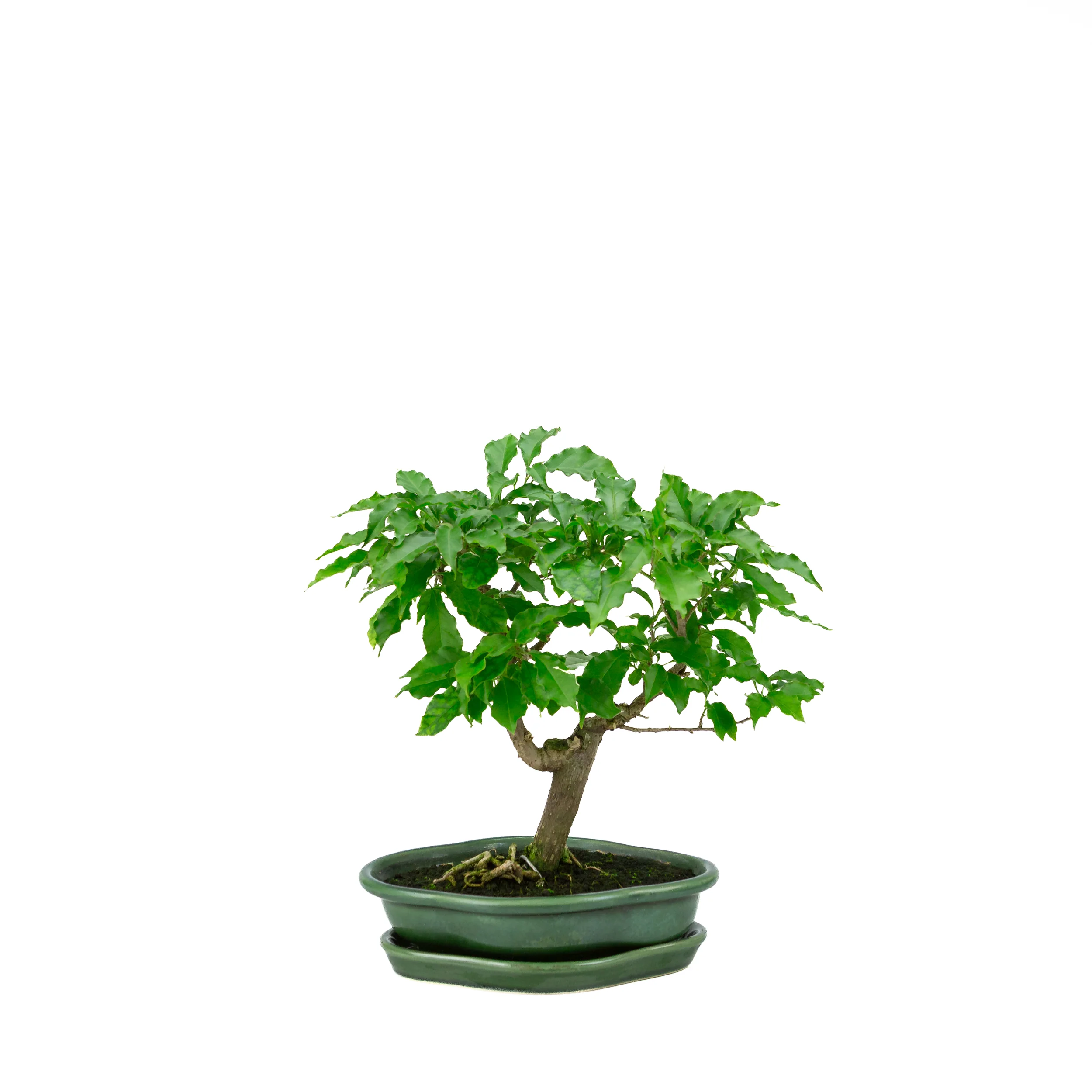 Productafbeelding 3