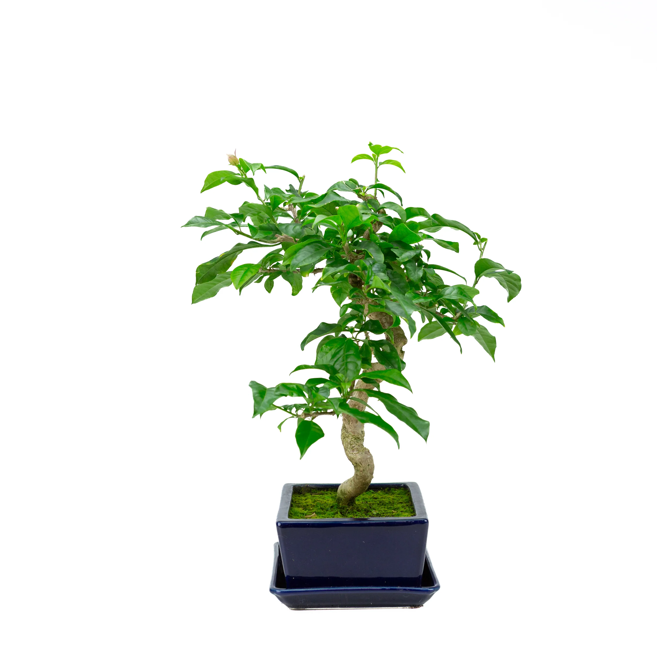 Productafbeelding 4