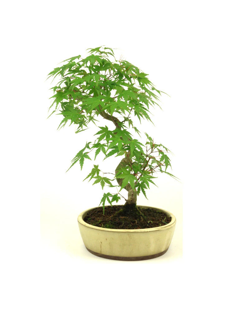 Miniatuur 2