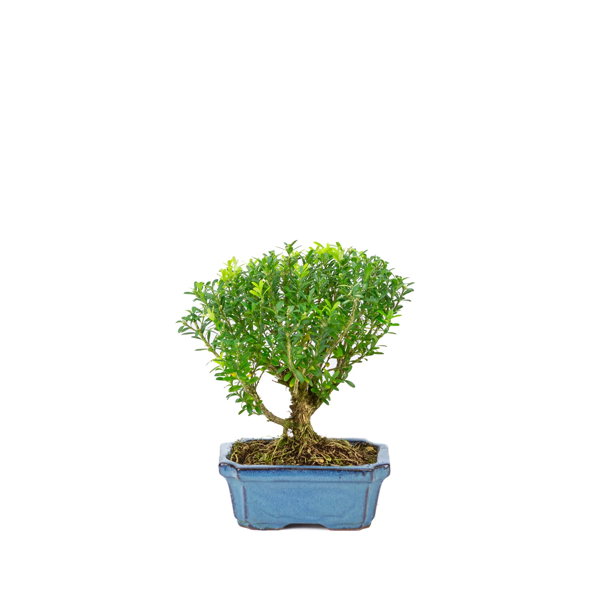 Productafbeelding 1