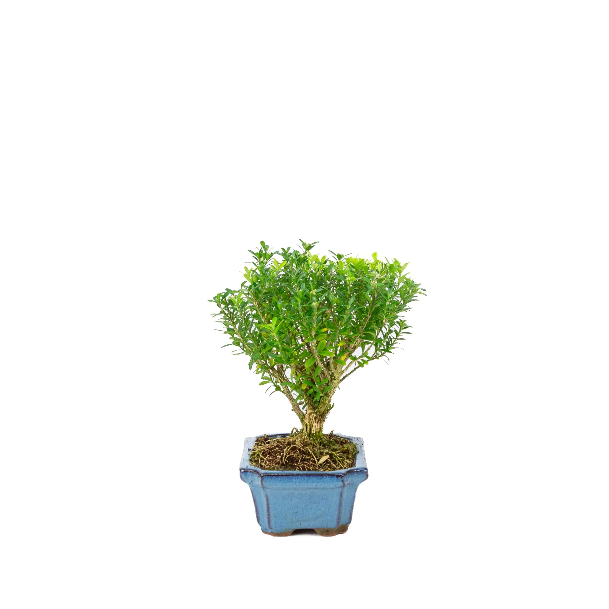 Productafbeelding 2