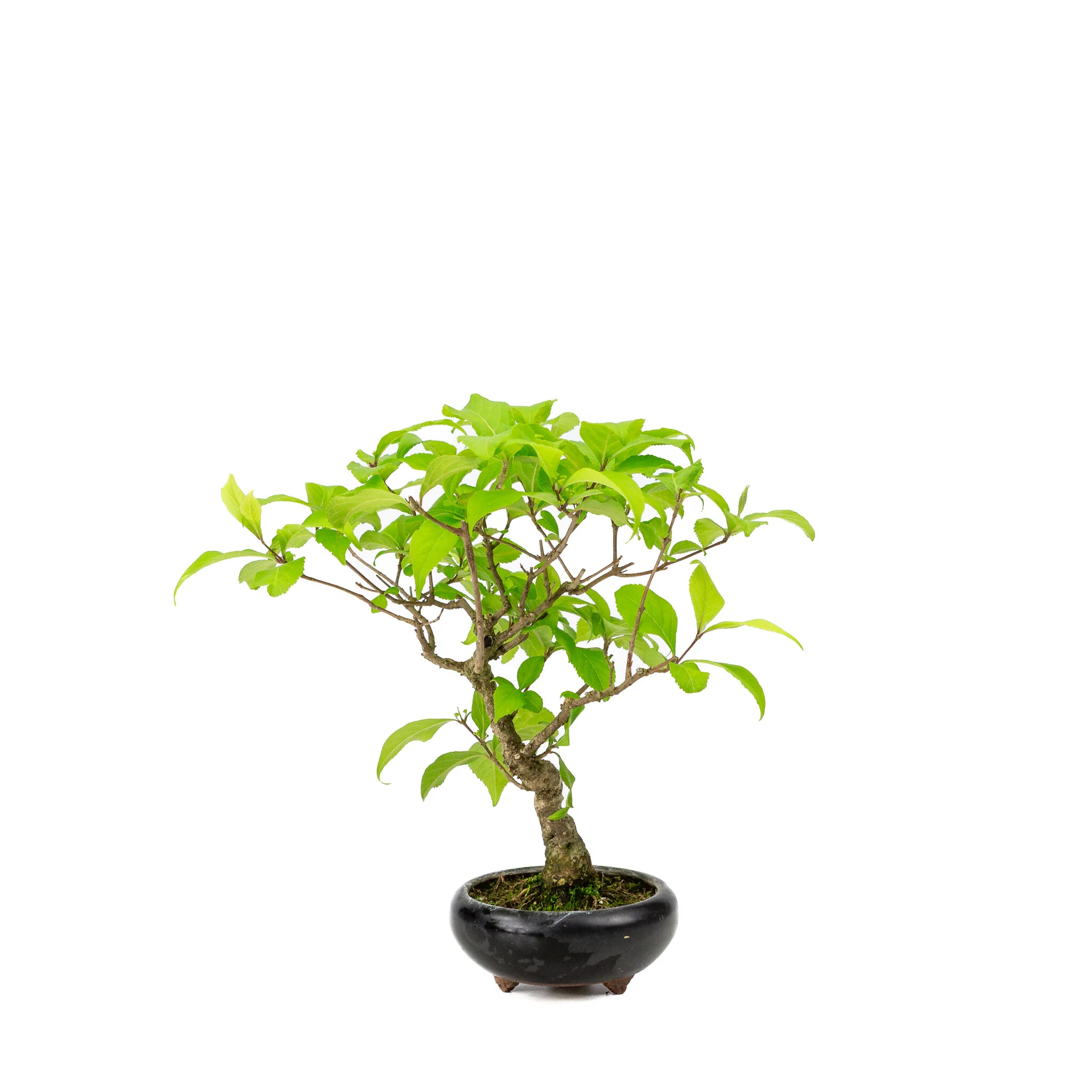 Productafbeelding 1