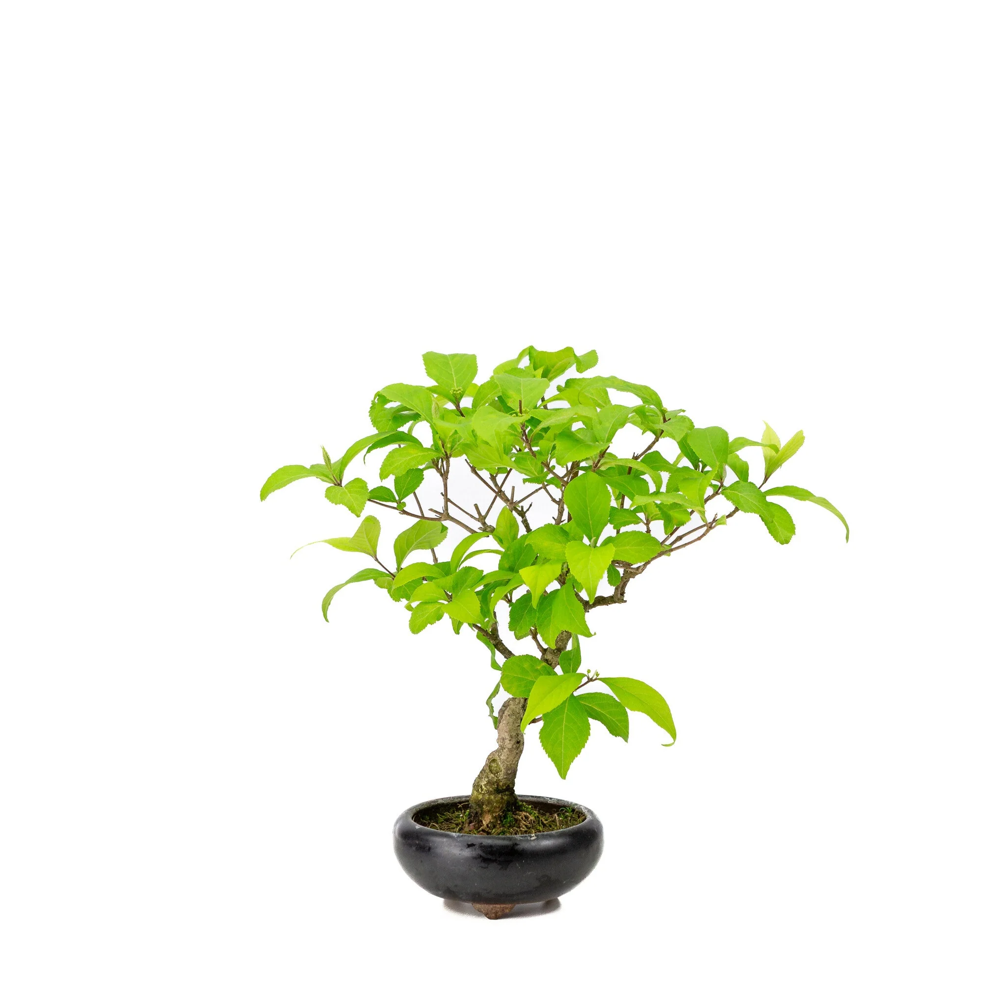 Productafbeelding 3