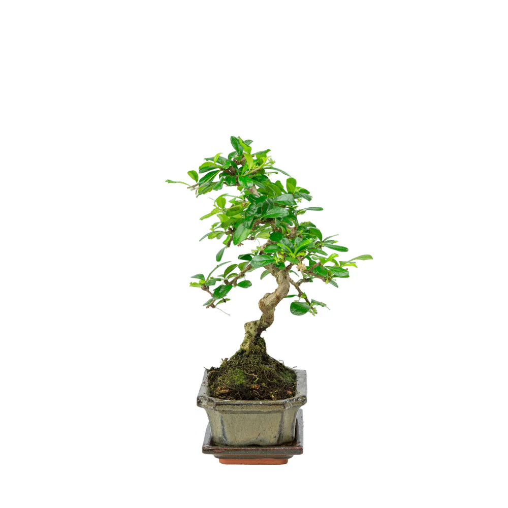 Miniatuur 2