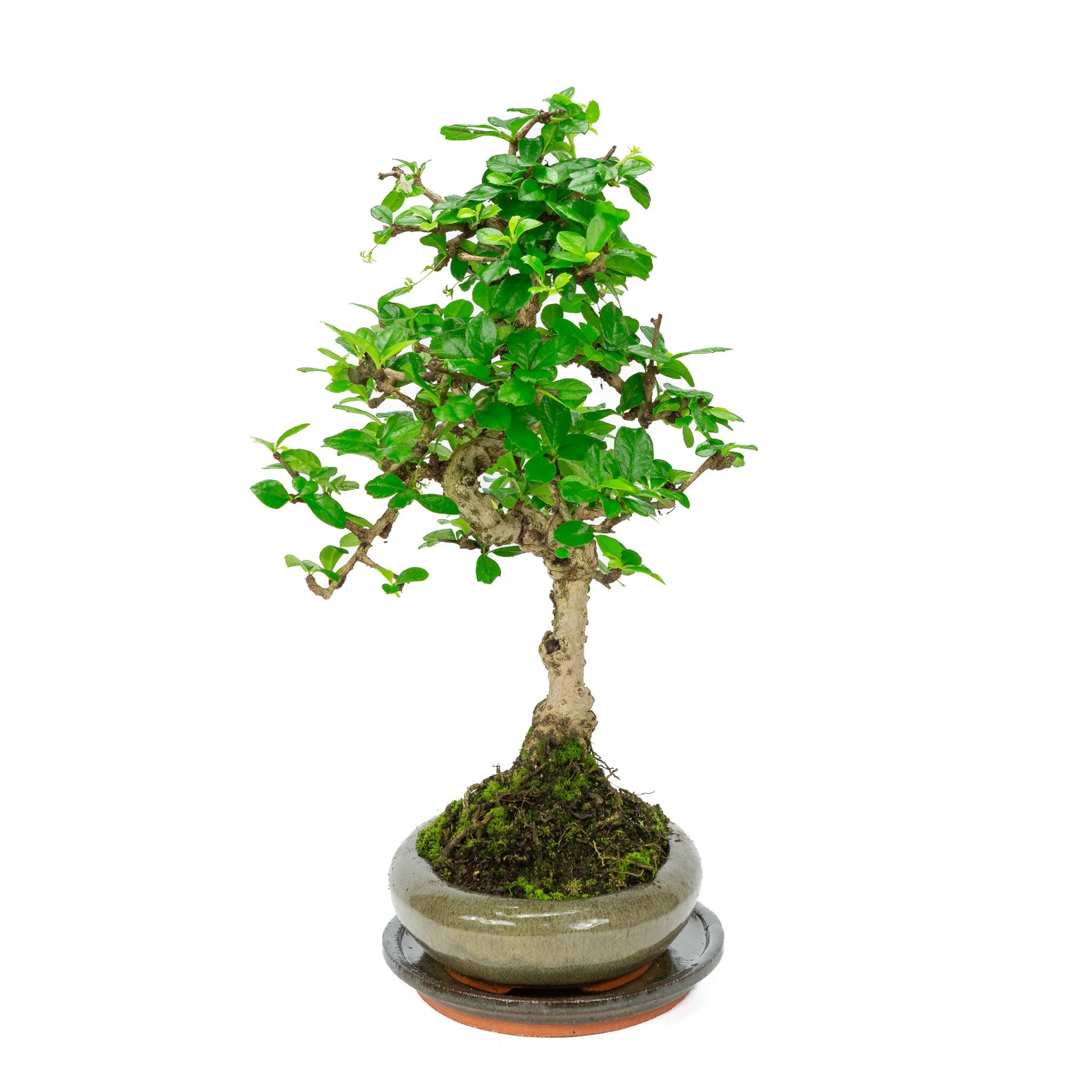 Miniatuur 2