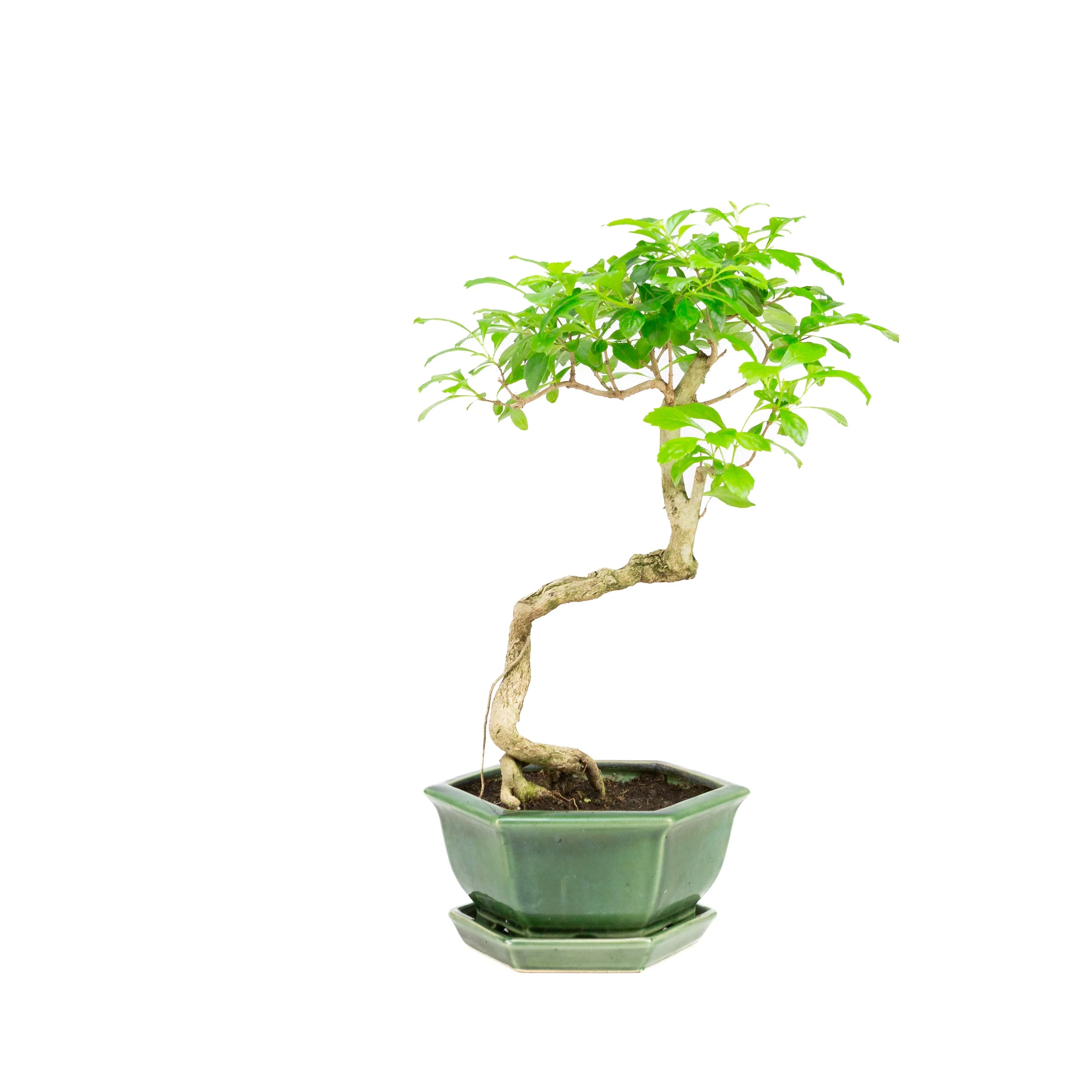 Productafbeelding 3