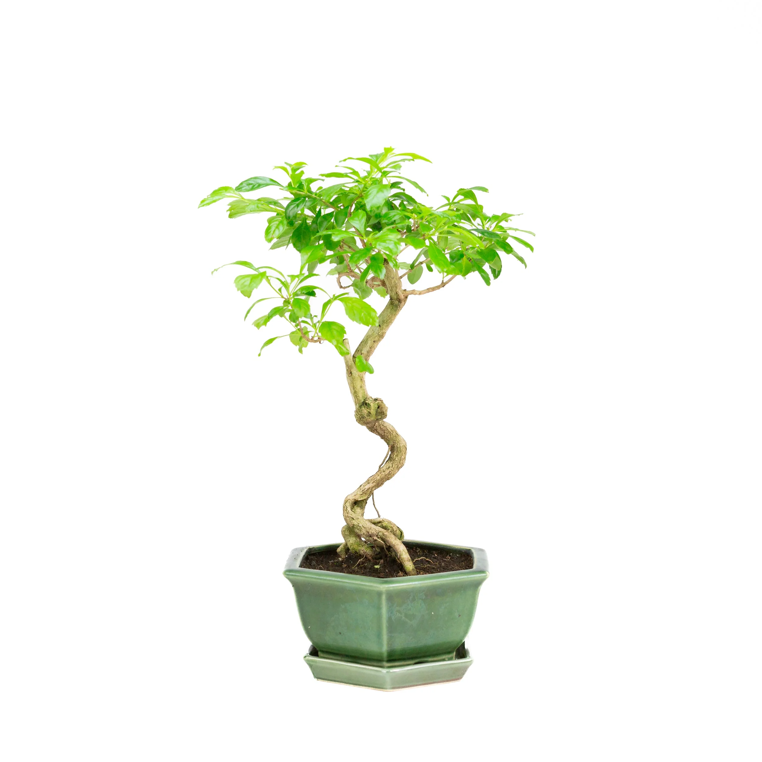 Productafbeelding 4