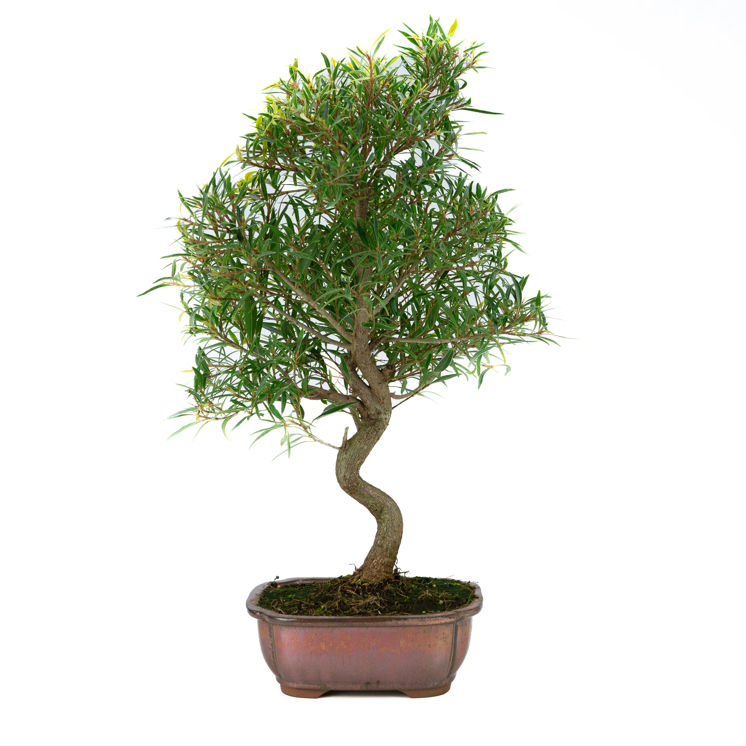 Ficus Bonsai