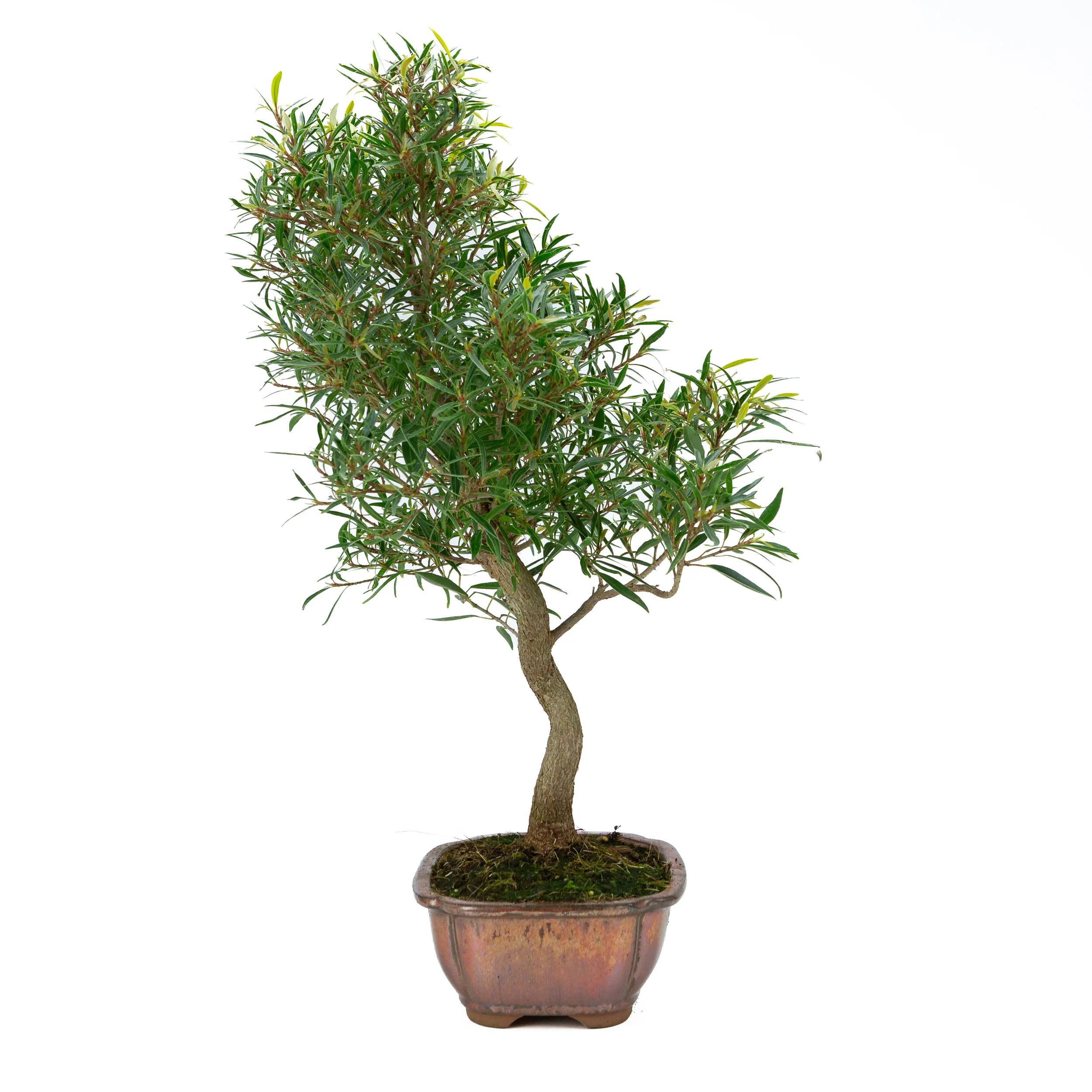 Miniatuur 2