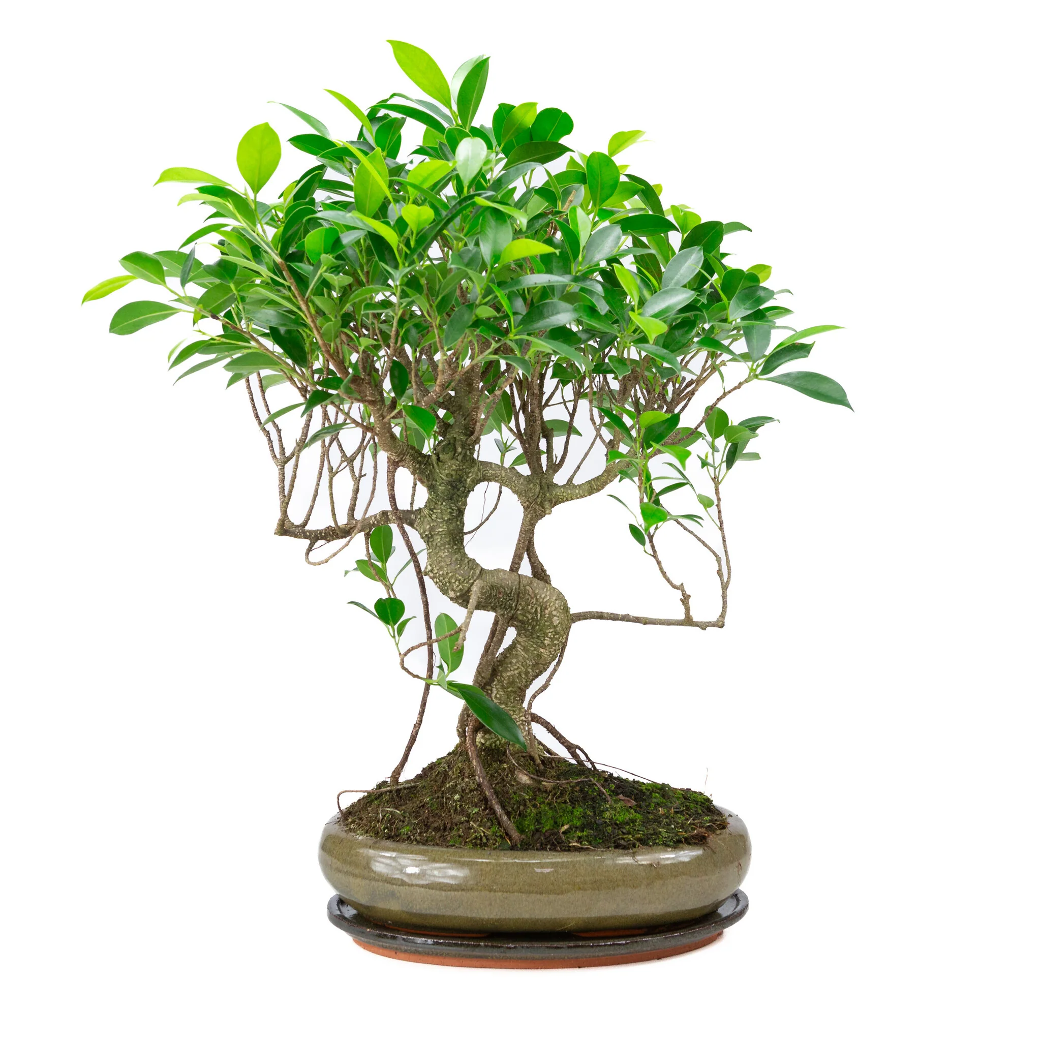 Miniatuur 1