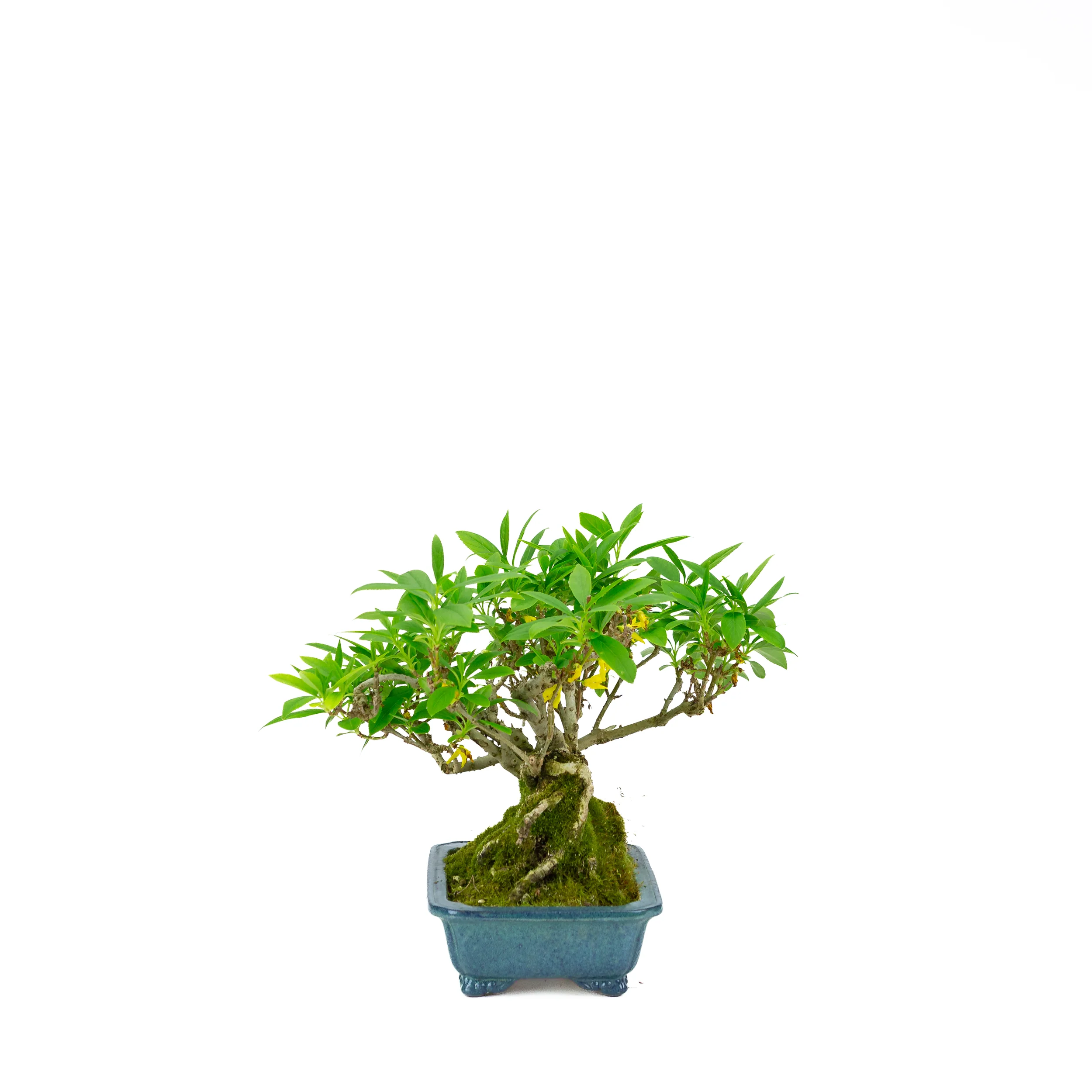 Productafbeelding 2