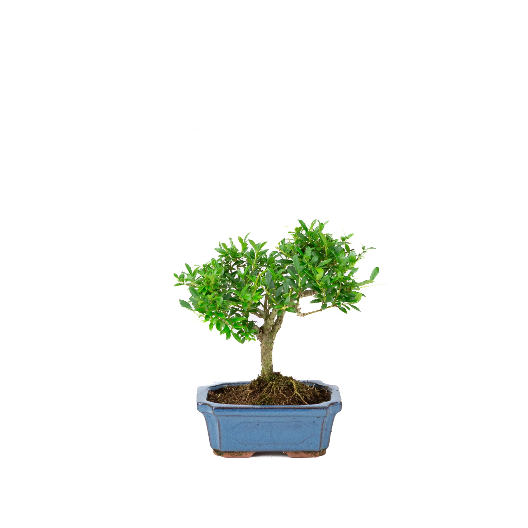 Miniatuur 1