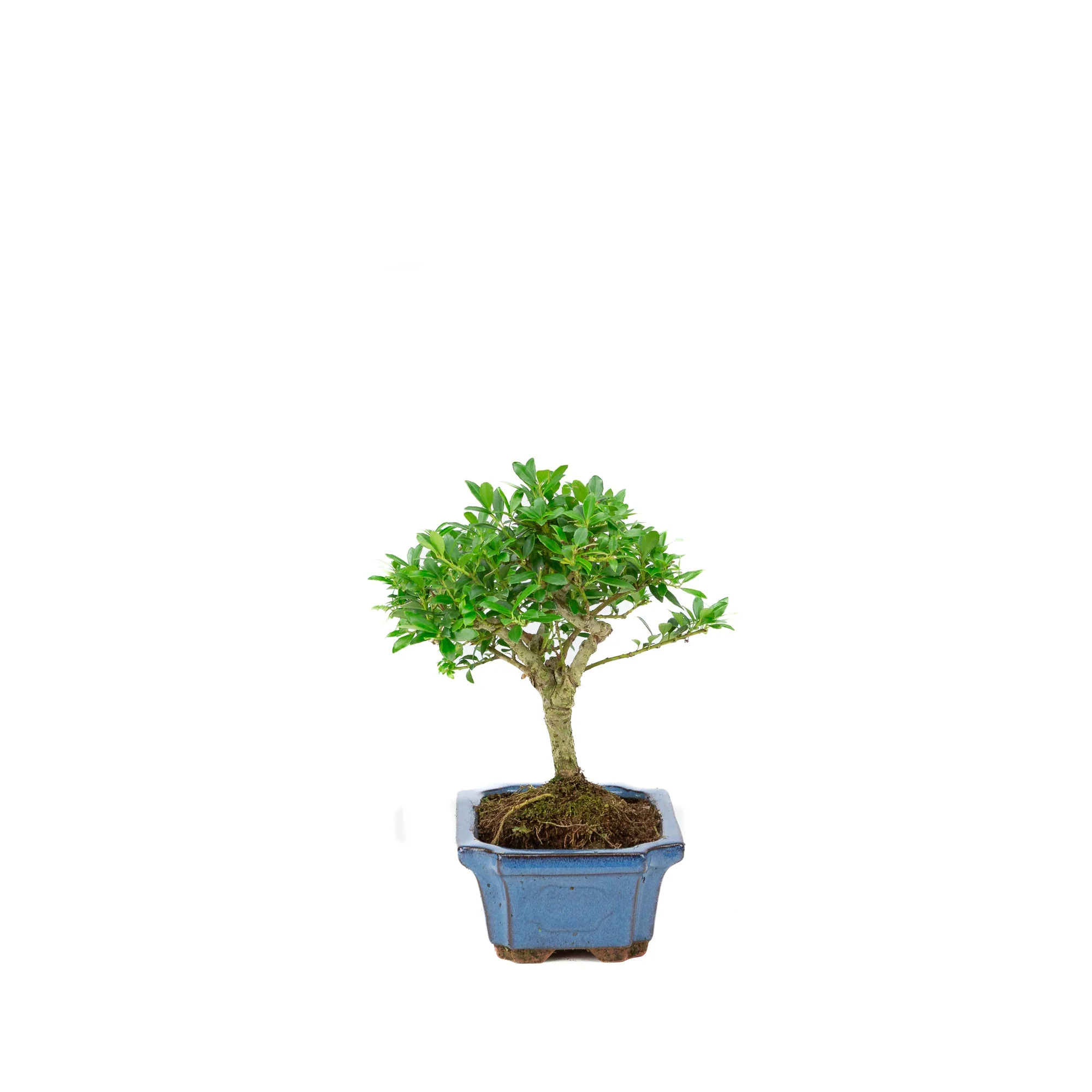 Miniatuur 2