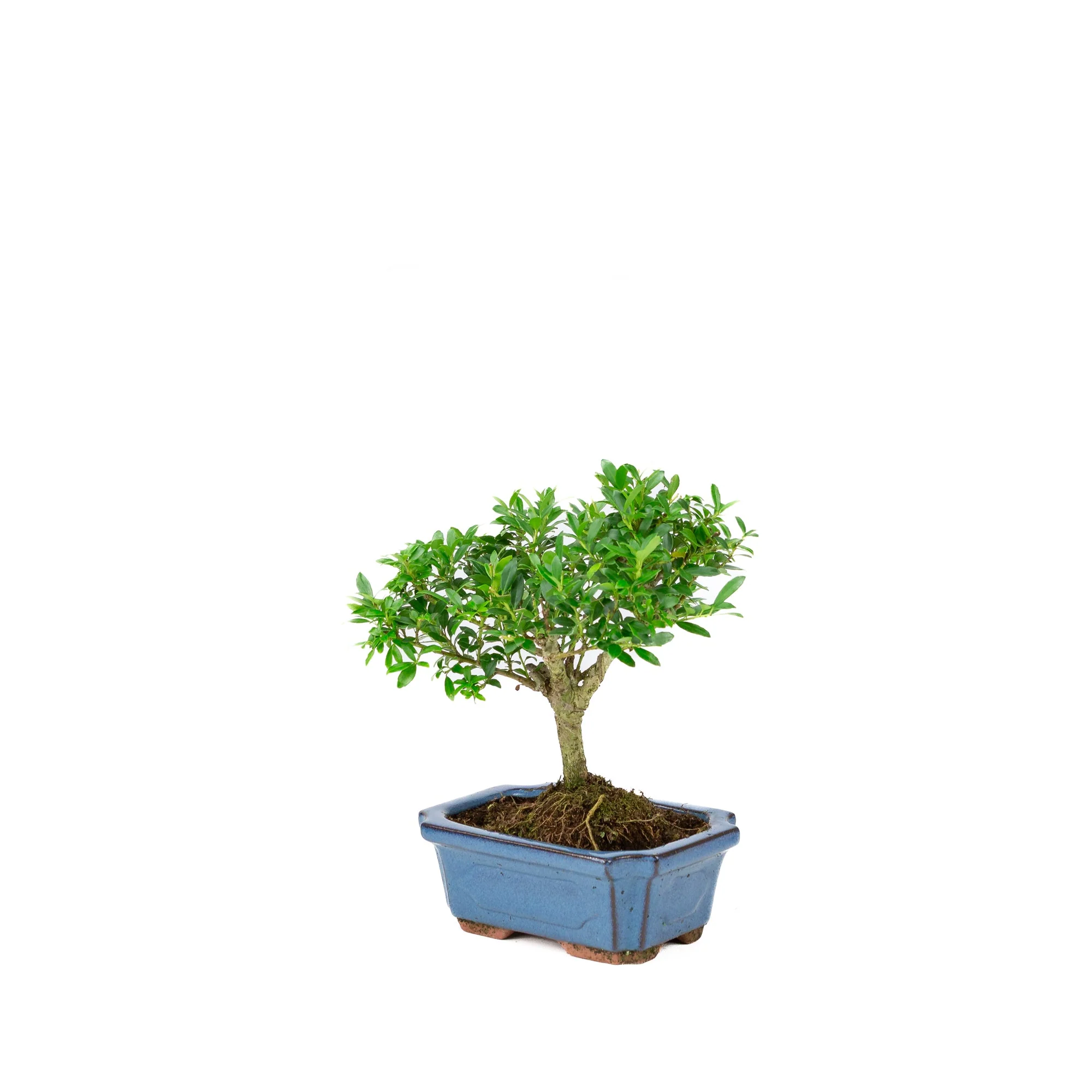 Productafbeelding 3