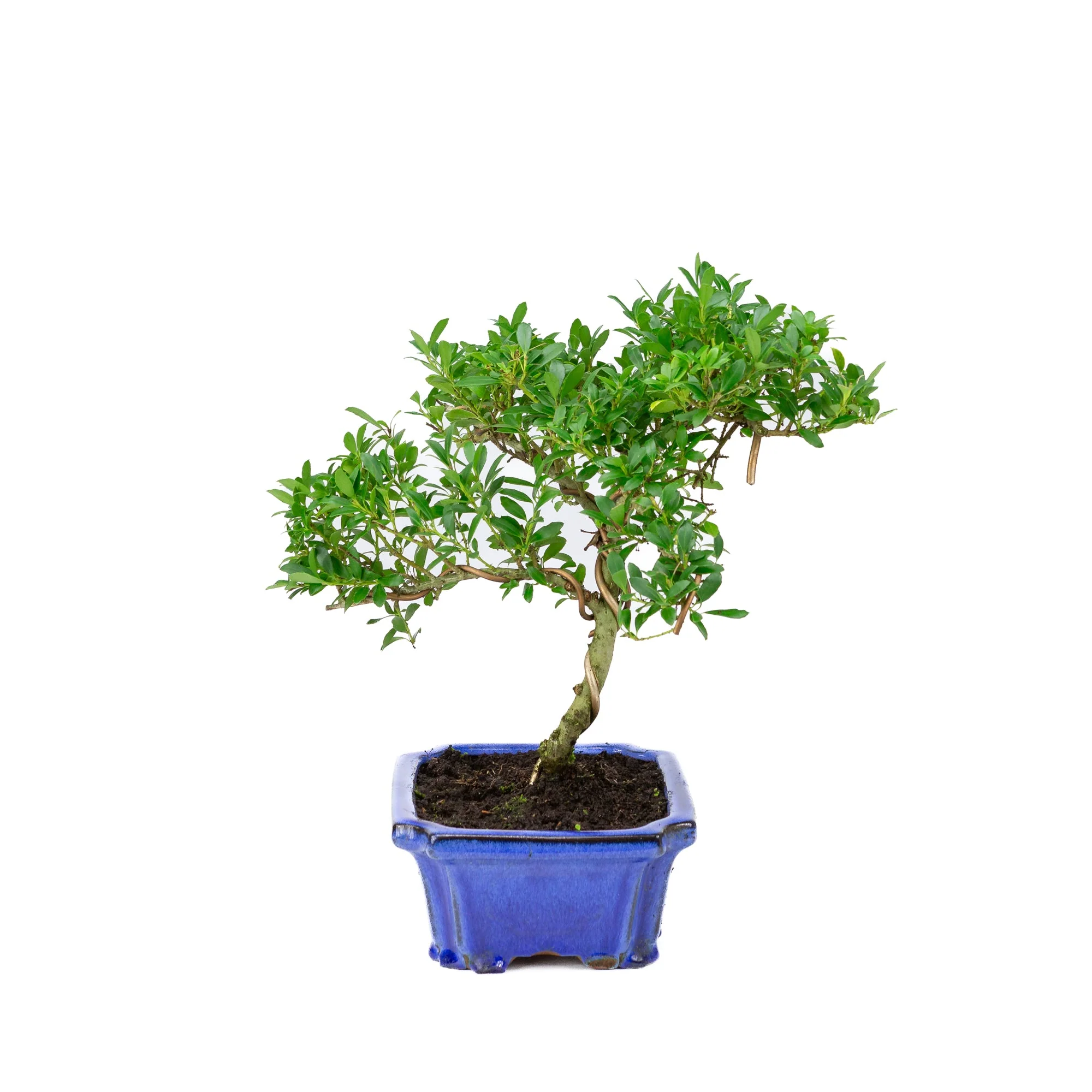 Miniatuur 2