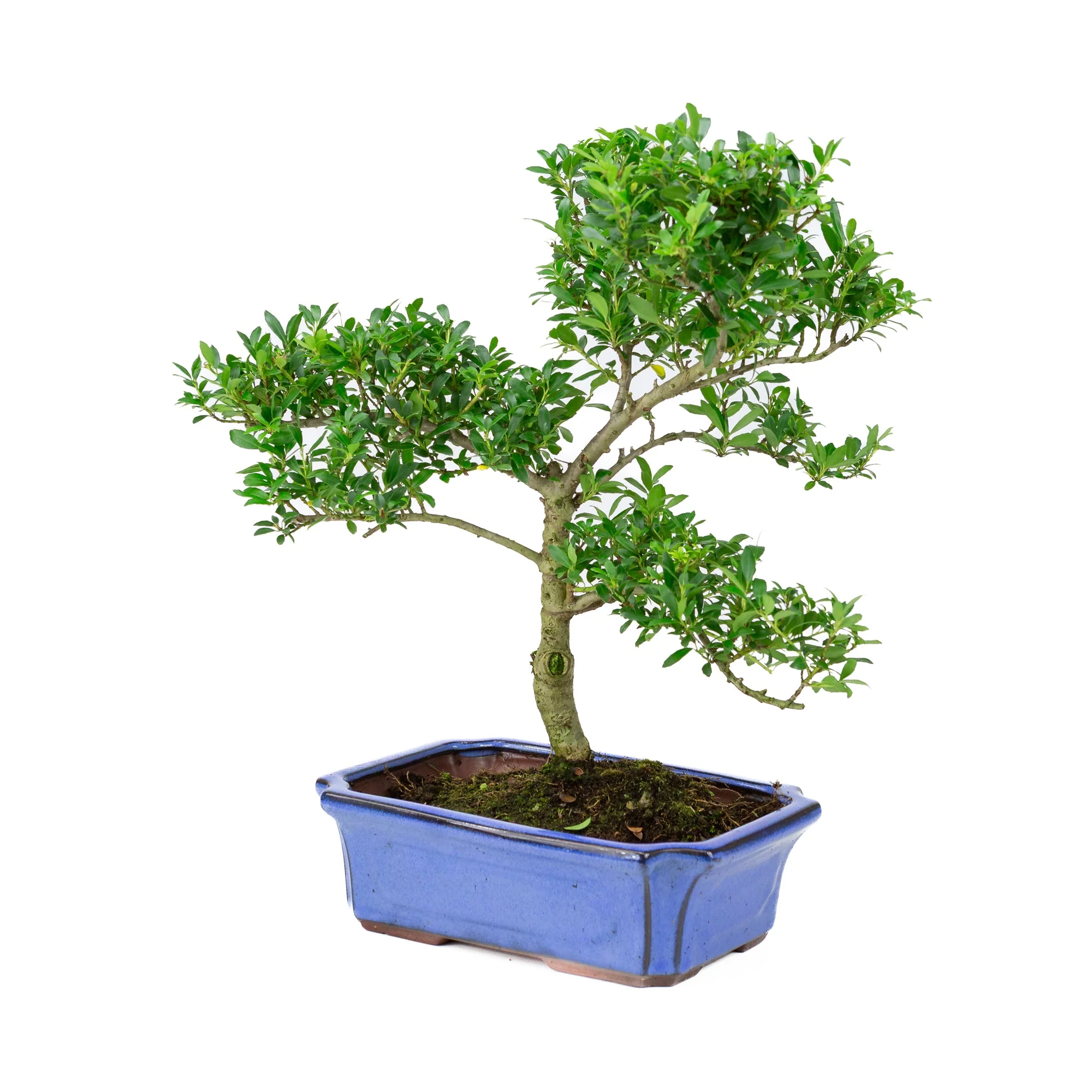 Productafbeelding 3