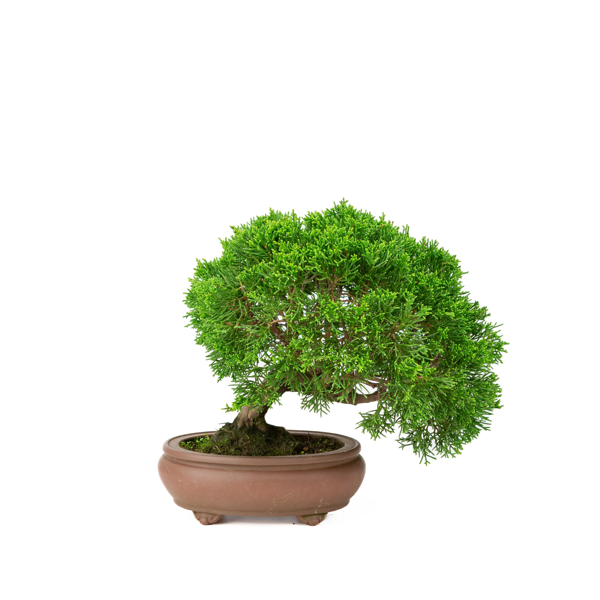 Miniatuur 1