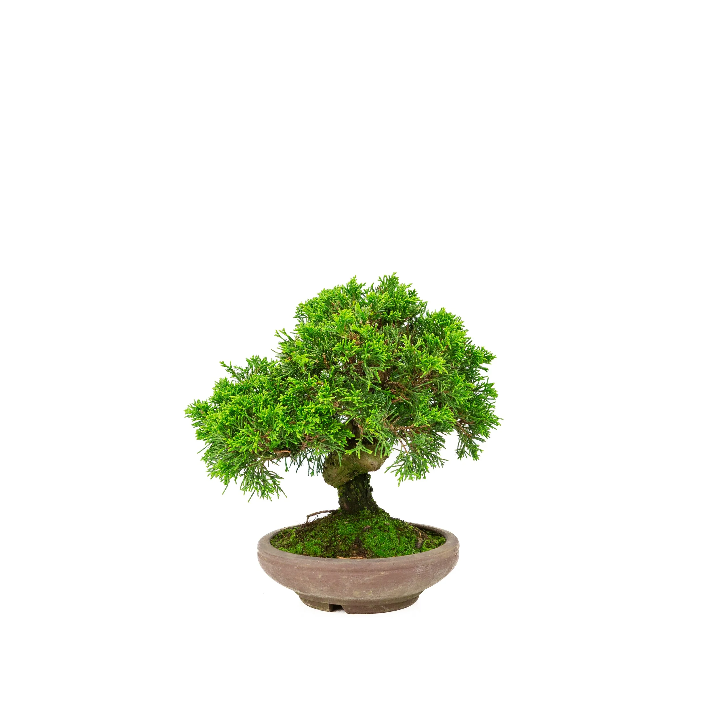 Miniatuur 2