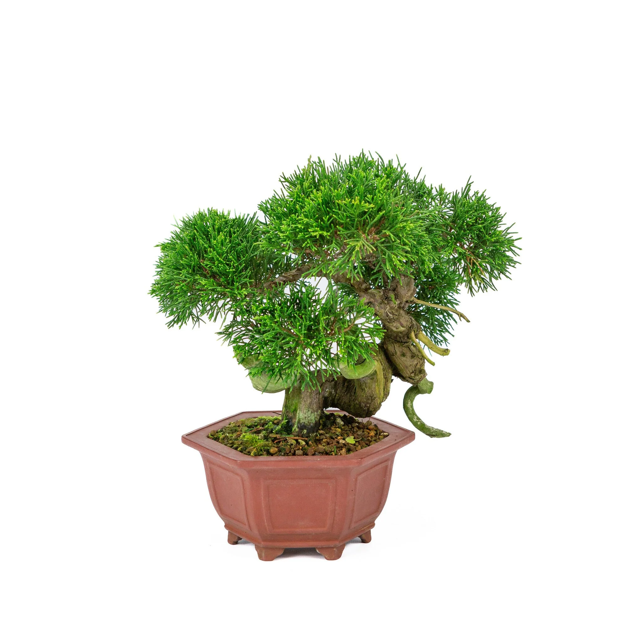 Miniatuur 2