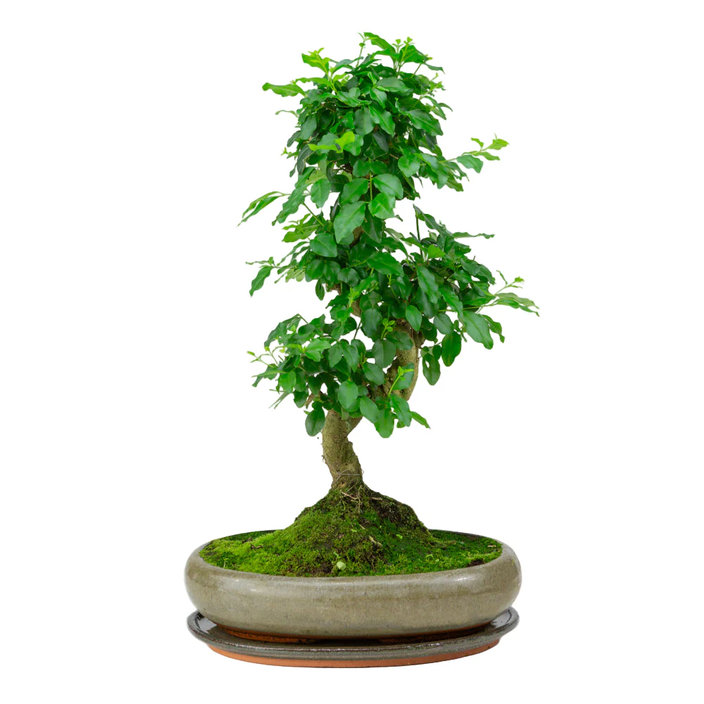 Miniatuur 1