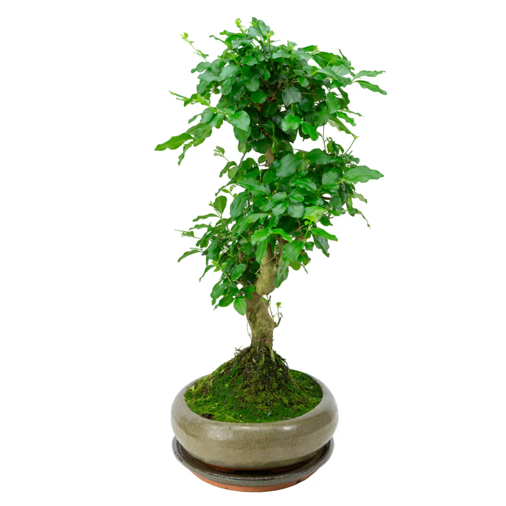 Miniatuur 2
