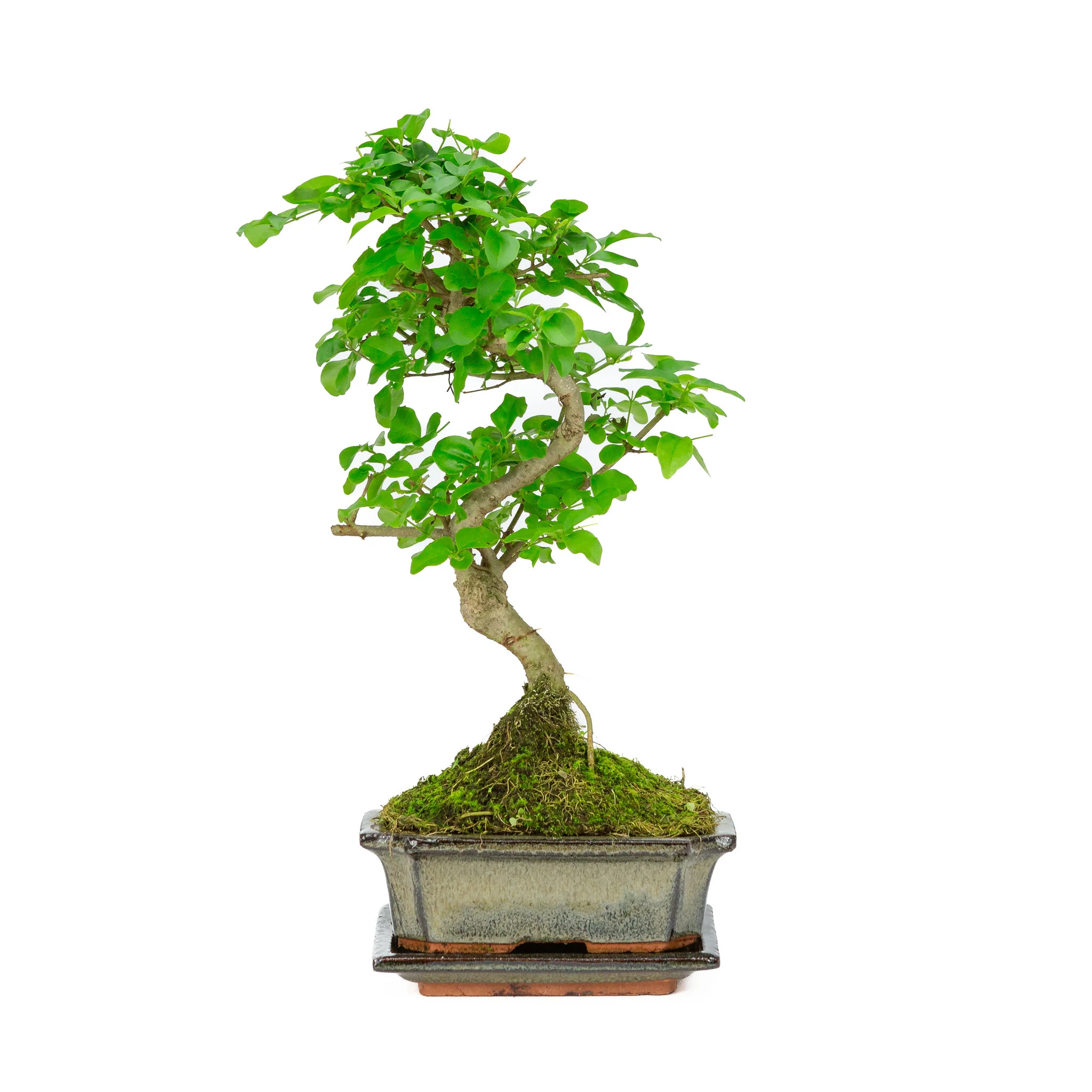 Miniatuur 1