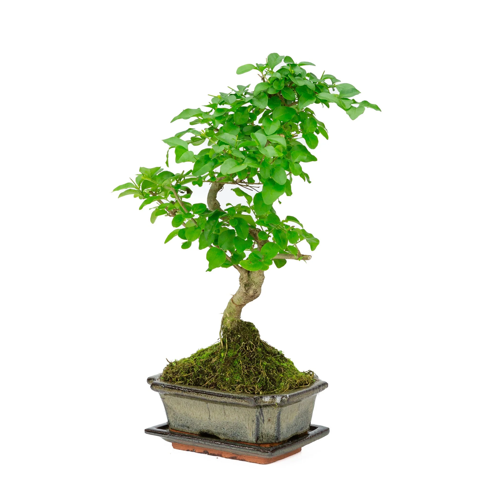 Productafbeelding 3