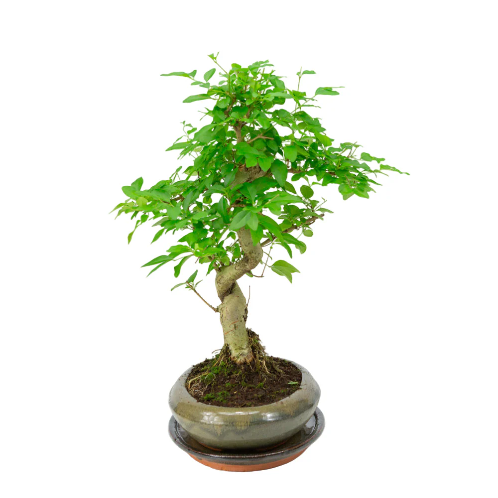 Miniatuur 2