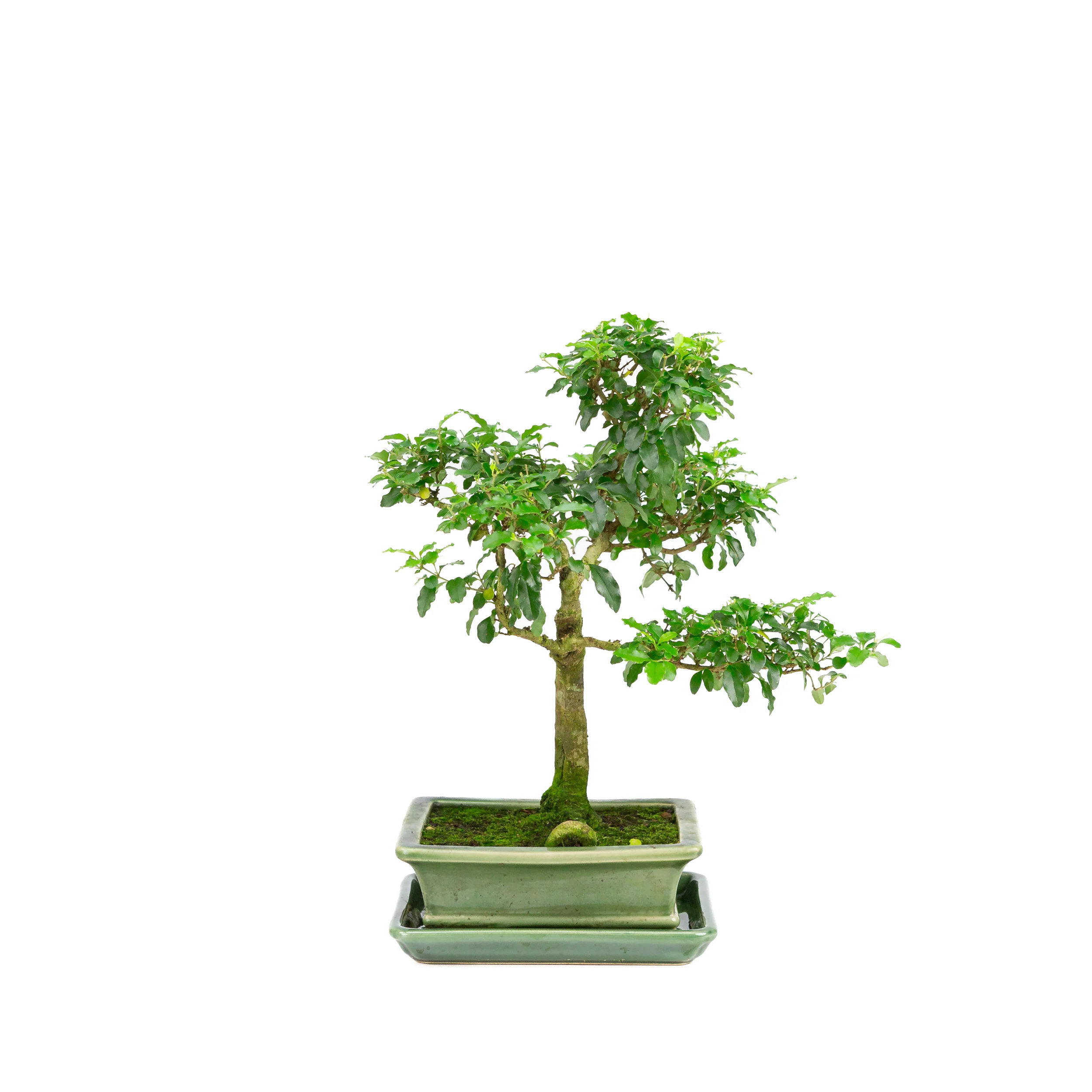 Liguster bonsai