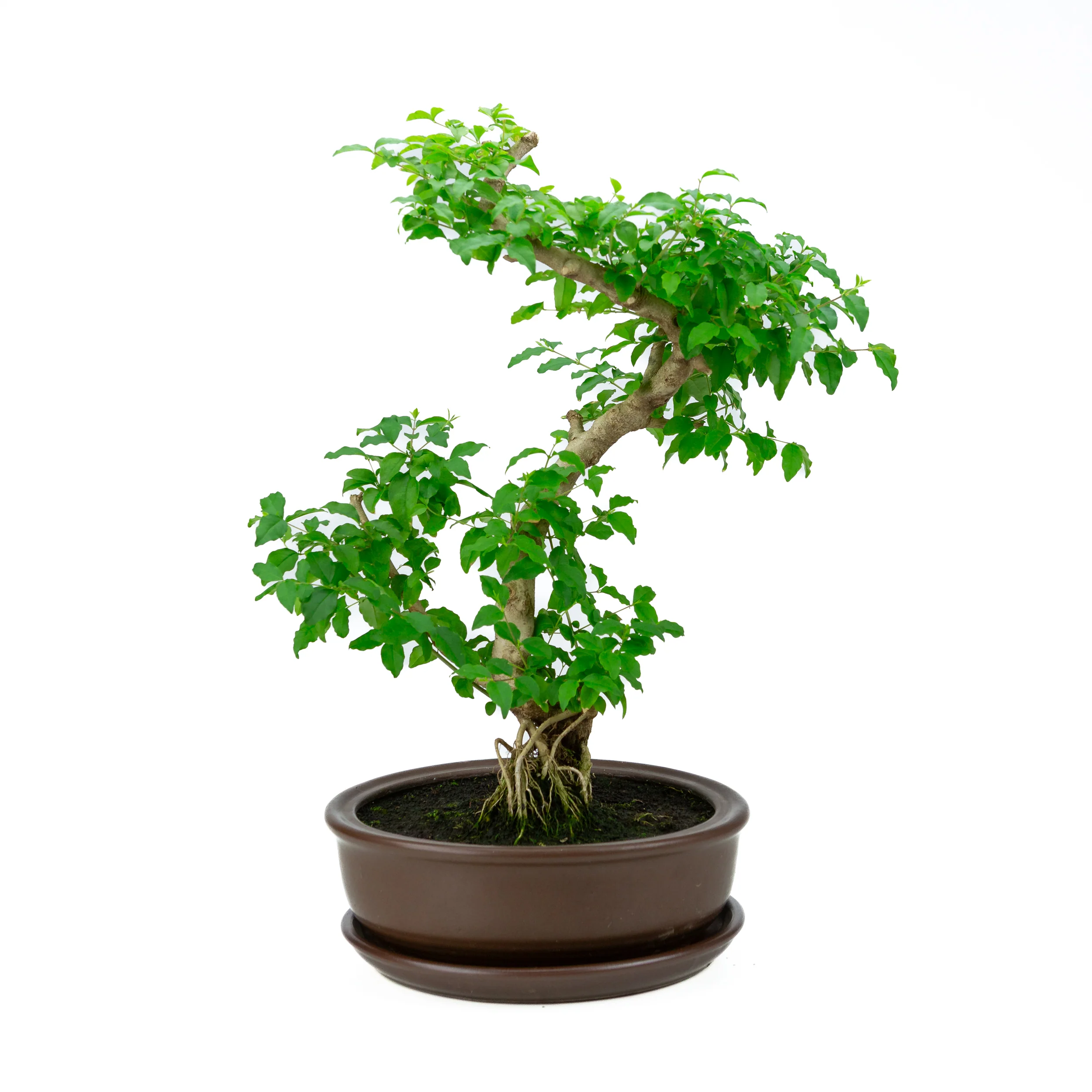 Bonsai kopen